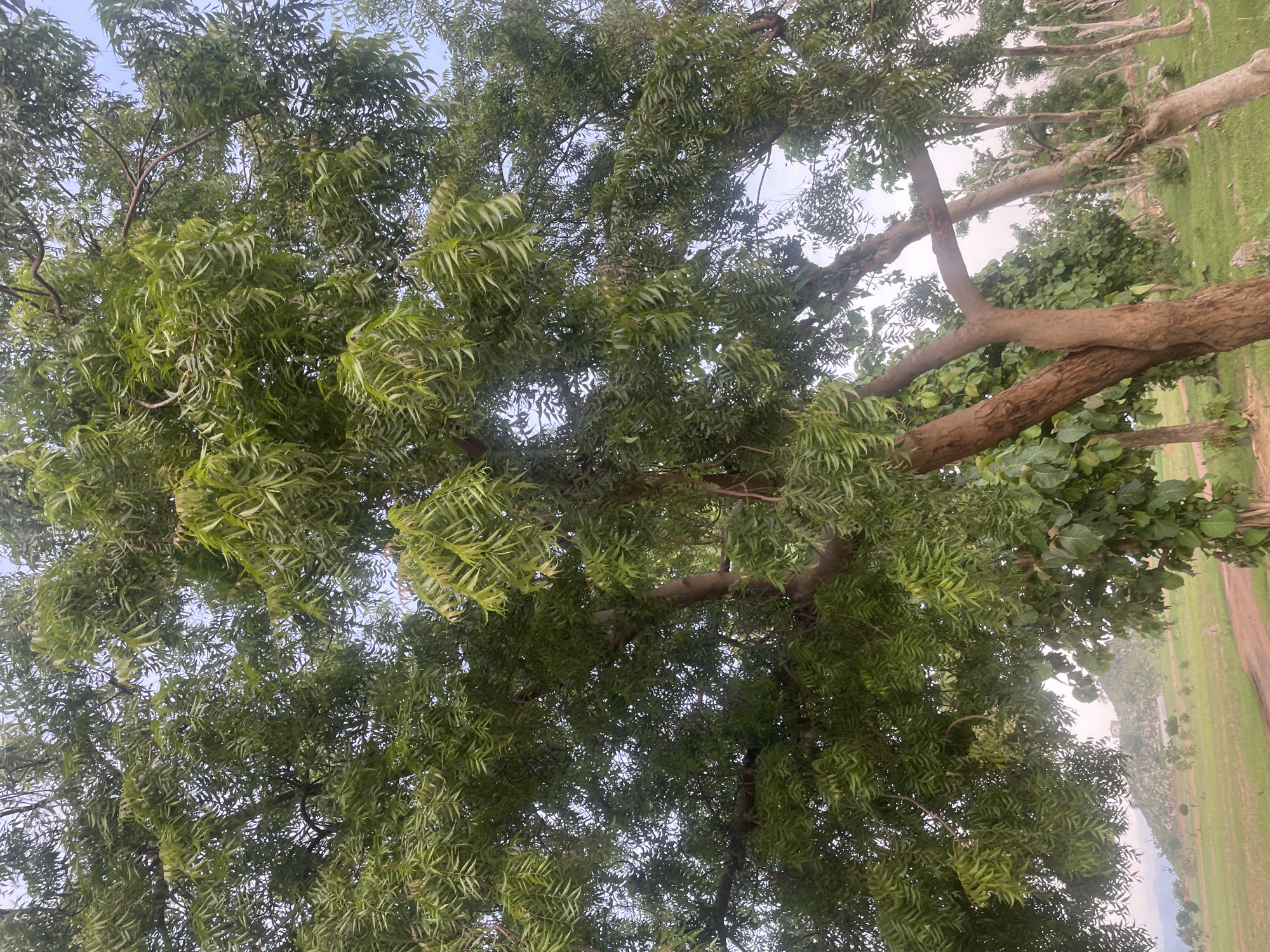 The image shows a neem tree with dense green foliage, its branches reaching towards a pale sky. The trunk of the tree is thick and brown, with several smaller branches emerging from it. In the background, a gently rolling landscape is visible, with patches of green grass and scattered smaller trees. A dirt path runs diagonally across the foreground. In the distance, a small building or structure is visible on a hill. The scene appears to be a rural or semi-rural area. Based on the information provided, this scene is located in the city of Jauro Yinu, Nigeria. There are no people visible in the image.