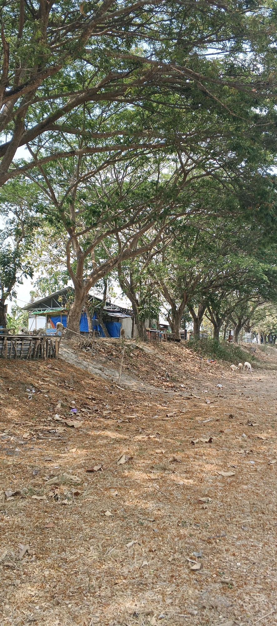 The image captures an outdoor scene, likely in Parengan, Indonesia, featuring a row of mature trees with dense green foliage casting dappled shadows. In the middle ground, a low-rise structure with a metal roof is visible, partially covered with blue tarpaulin. Several wooden posts and barriers are scattered around the area. The foreground is covered with dry leaves and debris, suggesting a natural, possibly unkempt environment. Three light-colored animals, resembling goats or sheep, are present in the middle right of the image, grazing on the ground. One animal appears to be further away and more obscured. The overall impression is one of a rural or semi-rural setting with a natural landscape juxtaposed with a simple man-made structure.