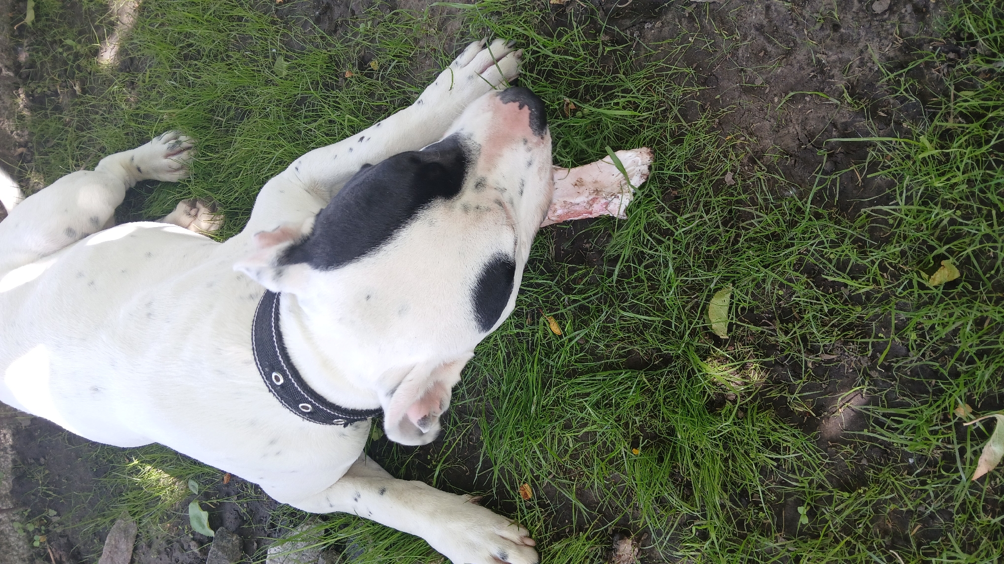 A white and black American Bulldog dog lies on its back on the green grass, with a bone in its mouth. The location is outdoors, possibly in a yard or park, and appears to be in the city of Dnipro, Ukraine.