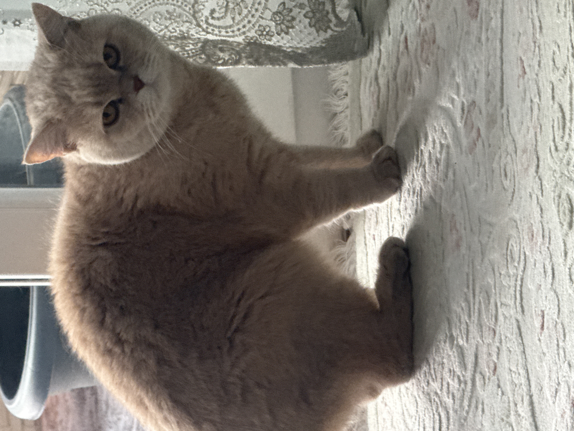 A light brown cat with large, round eyes is sitting on a textured, patterned surface, possibly a bedspread or rug. The cat's head is tilted to the left, and it appears to be looking directly at the viewer. A decorative, patterned fabric, possibly a curtain or valance, is visible in the upper portion of the frame. A gray cylindrical object is partially visible on the left. The location is Unknown, Unknown.