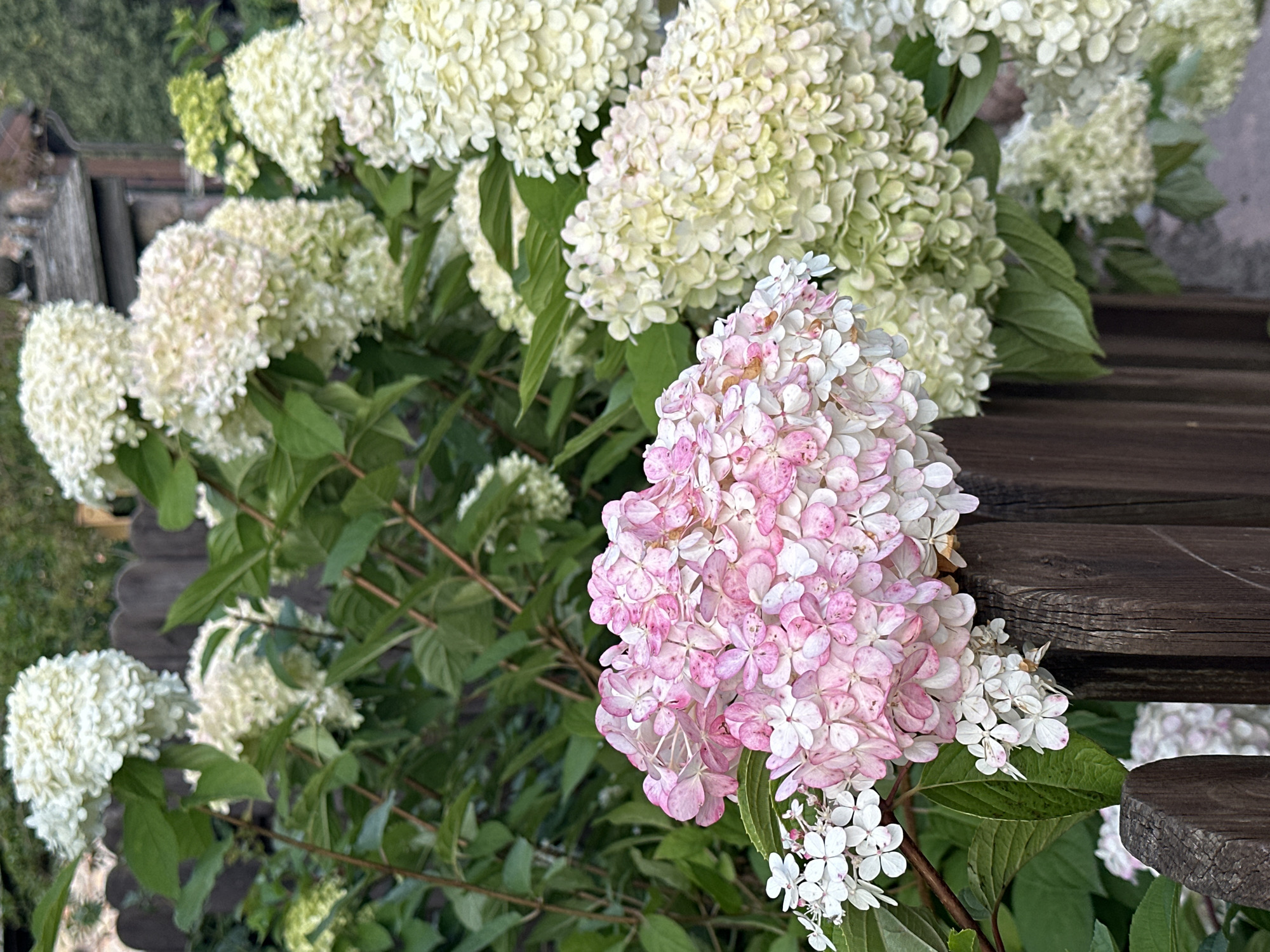 In the village of Naroch, Belarus, a close-up shot captures a cluster of blooming hydrangeas with a weathered wooden fence in the foreground. The hydrangeas display a gradient of colors, ranging from white to pale pink, with some blooms showing hints of green. The foreground features a section of the dark brown wooden fence, with visible wood grain and signs of aging. Behind the hydrangeas, lush green foliage forms a dense backdrop, suggesting a garden setting. The overall impression is one of natural beauty and rustic charm within a semi-urban environment.
