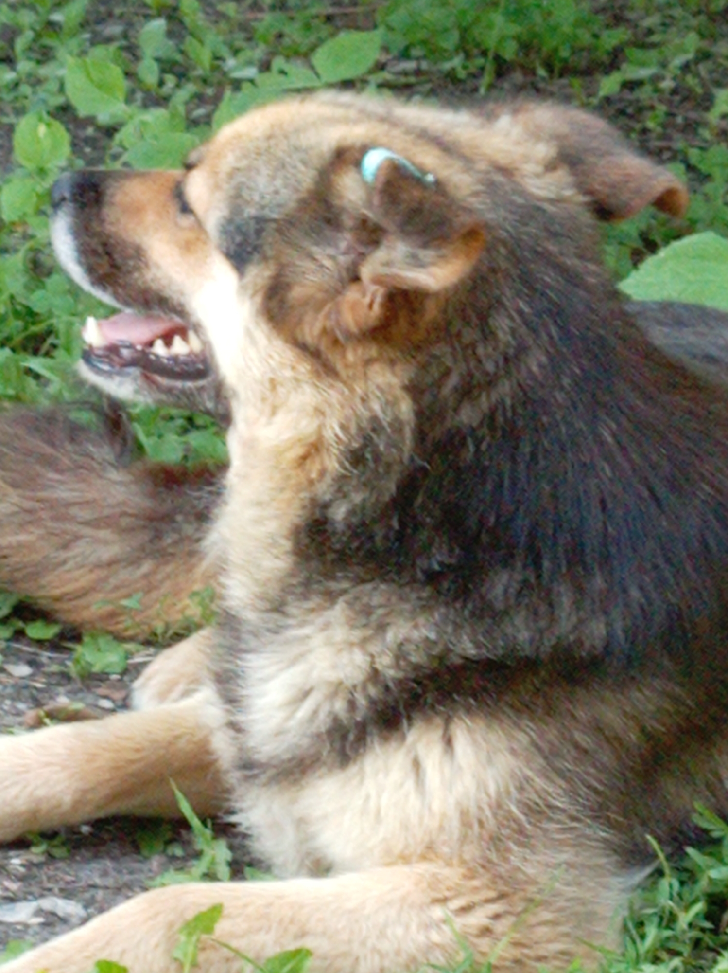 The image shows a medium to large dog with tan, brown, and black fur lying in green grass. The dog's mouth is open, revealing its teeth and tongue, and it appears to be panting. A small, light blue object is visible near its ear. The background consists of blurred green foliage and some patches of dirt or ground. The scene is outdoors, likely in a natural setting such as a park or yard. There are no people or man-made structures visible. The image does not provide any specific information to determine its location in the city of Artyom, Russia.