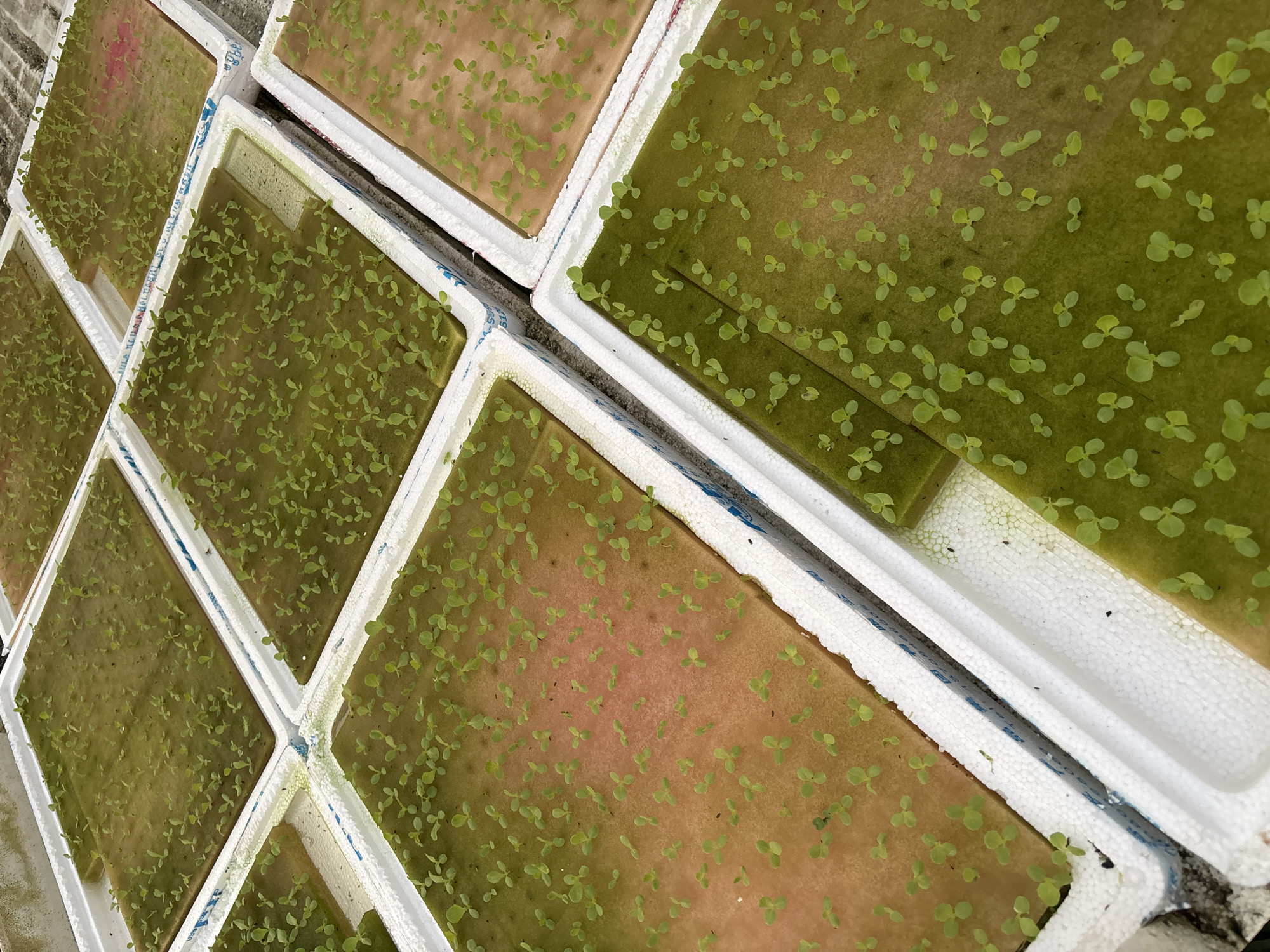 The image captures an overhead view of a hydroponic cultivation system, likely situated in Choeng Thale, Thailand, showcasing multiple white styrofoam trays filled with young plant seedlings. The trays are arranged in an orderly grid, with several visible across the frame. Each rectangular tray holds a flat sheet of grow media, densely populated with hundreds of tiny, vibrant green seedlings. The color of the grow media varies, ranging from an earthy brown to a more saturated, mossy green, possibly indicating different stages of growth, moisture levels, or the presence of algae.
The seedlings are in an early developmental stage, primarily displaying their small, rounded cotyledon leaves, suggesting they have recently germinated. This setup is characteristic of a deep water culture (DWC) or raft hydroponic system, where plants float on nutrient-rich water within the insulated styrofoam containers. The scene captures the organized activity of plant propagation or the initial phase of a larger agricultural cycle.
The clear, bright lighting indicates it is daytime, providing ample illumination for plant growth. While no people are visible, the systematic arrangement implies human design and maintenance. Faint blue text, including what appears to be "SAMSUNG," is discernible on the side of a styrofoam tray or on a dark support bar positioned between two trays, suggesting the reuse of materials or brand labeling on components.