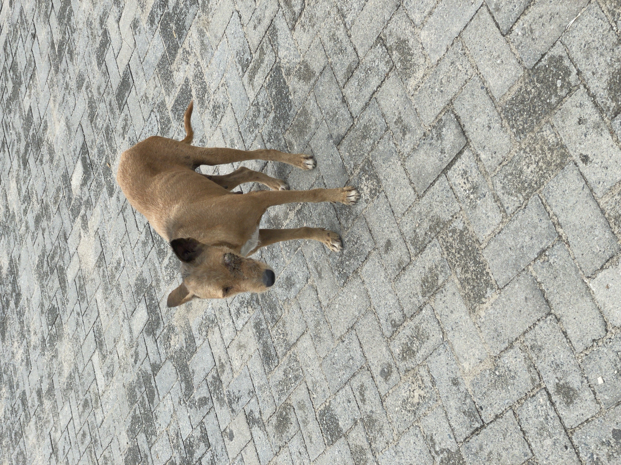 A light brown dog is lying on a herringbone pattern of gray stone pavers in what appears to be a street or plaza. The dog is viewed from above, with its head towards the upper left and tail towards the upper center. The dog has dark ears and a dark nose. The pavers are rectangular and arranged in an alternating pattern, showing signs of weathering and discoloration. The scene appears to be taken in daylight. Ado, Nigeria, is not explicitly identifiable in the scene, but based on the available imagery, there's nothing to disprove its presence.