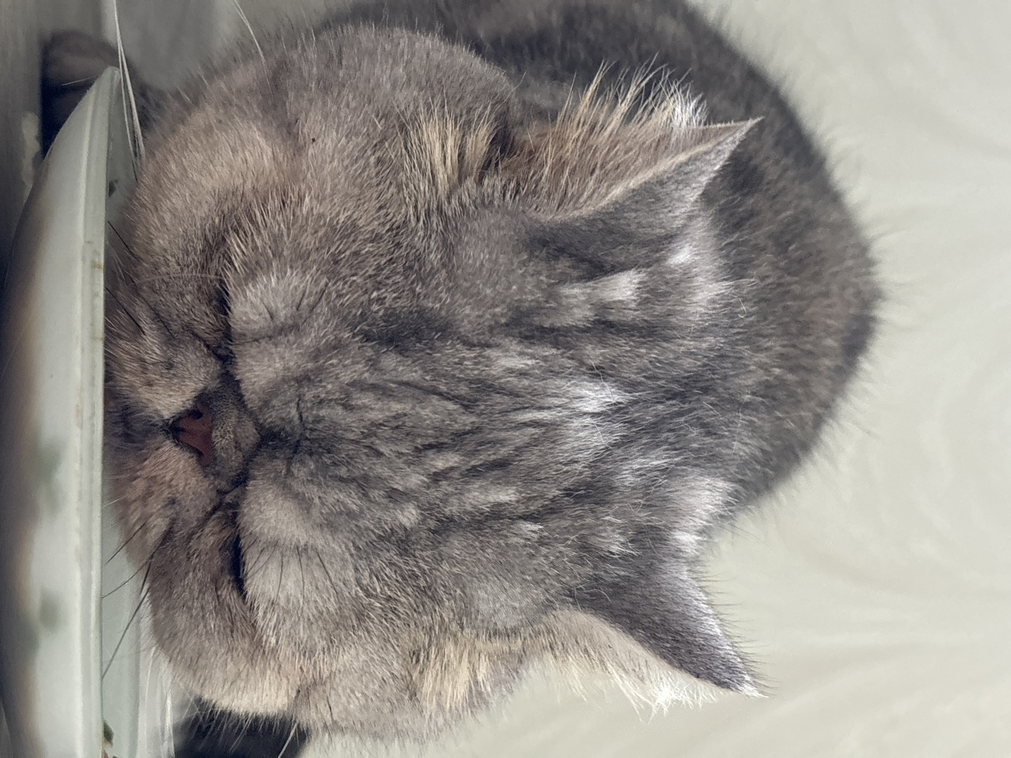 A close-up, eye-level shot captures a grey tabby cat with its head down, seemingly eating from a light-colored bowl. The cat's eyes are closed, and its face is squashed, suggesting it is an exotic shorthair breed. The background is a soft, textured white material. The scene is indoors. The image is set in Chaikovsky, Russia.