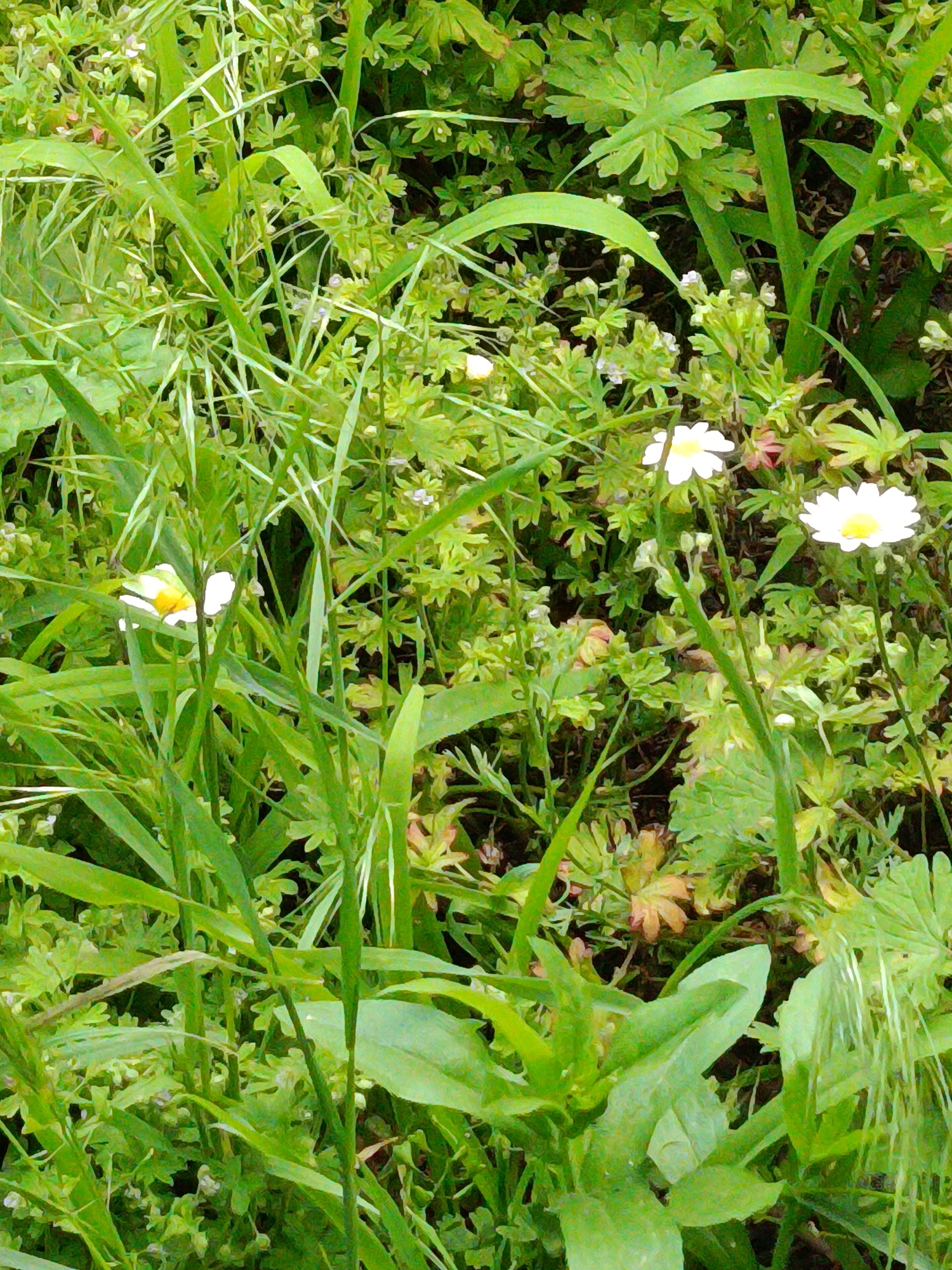 This media file is a close-up, naturalistic photograph of a patch of lush green vegetation with several small white flowers. The scene is densely packed with various types of plants, including tall blades of grass, broad leaves, and delicate, smaller foliage. Three white daisy-like flowers with yellow centers are visible, two prominently in the mid-right section of the image and one smaller one to the left.
The composition is dominated by shades of green, creating a natural and somewhat wild aesthetic. The lighting suggests it could be daytime, with the light filtering through the leaves. There are no people or discernible objects other than the plants and flowers. The overall impression is one of abundant nature, possibly a meadow or a wild garden. The context of Kyiv, Ukraine, places this natural scene within a specific geographical and cultural setting, suggesting a common type of flora found in the region. There is no visible text in the image. The image captures a peaceful and organic moment in nature.