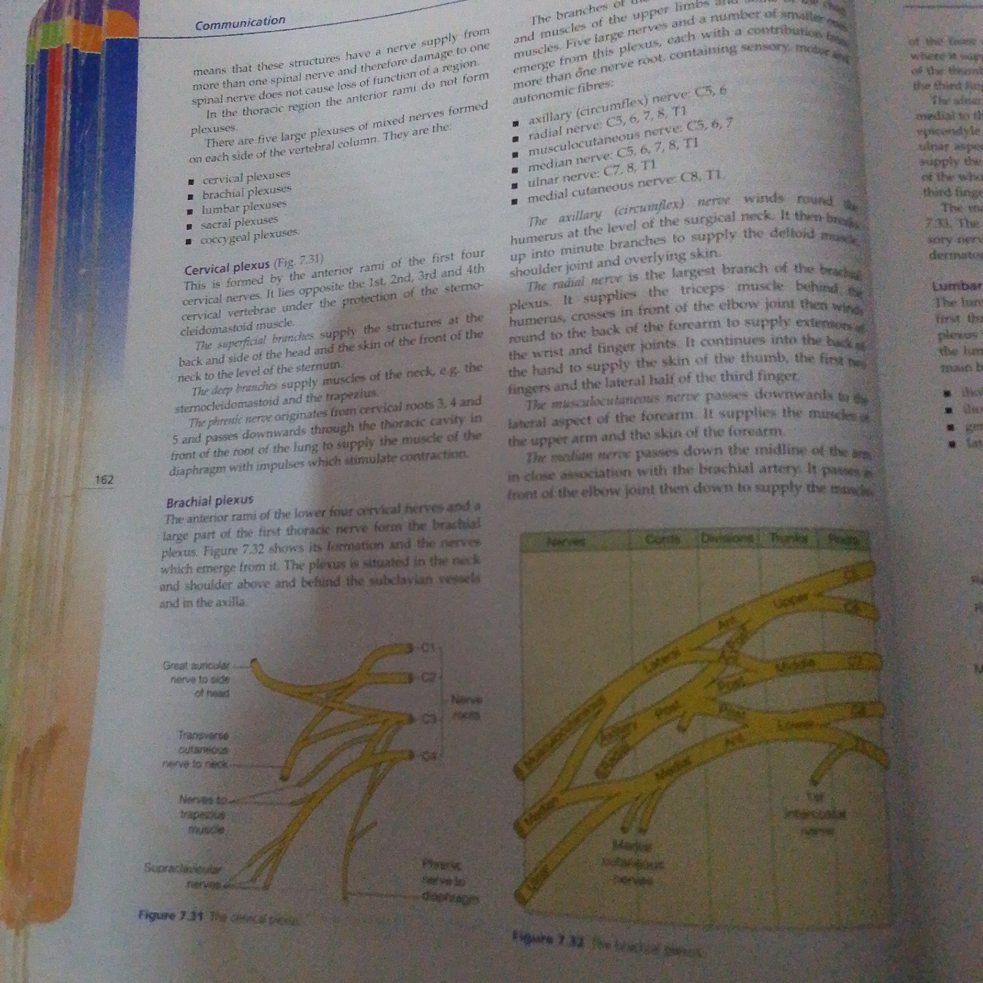 The image contains text and diagrams related to the nervous system, specifically discussing nerve plexuses. It details the cervical plexus and the brachial plexus, with illustrations showing nerve roots and branches. The text describes the formation and supply areas of these plexuses. There is no information about the city of Jalingo, Nigeria, or any forensic details.