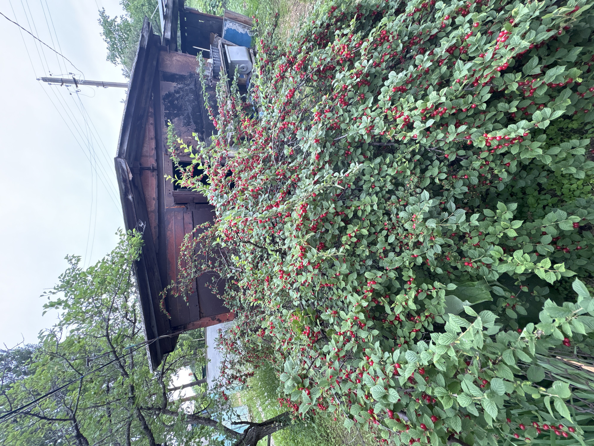 In the city of Siniy Gay, Russia, a large bush laden with ripe red berries dominates the foreground of the image. The bush is dense, with numerous branches covered in green leaves and clusters of small, elongated red fruits. Behind the bush, an old, weathered wooden structure with a sloping roof is visible. The structure appears to be a shed or small building, its reddish-brown wood showing signs of age and wear. Part of a metal roof or overhang extends from the right side of the building. In the background, trees and an overcast sky complete the scene. A utility pole with wires is also visible above the structure, indicating the presence of infrastructure. There are no people or animals present in the image. The overall impression is one of a slightly neglected, rural setting.