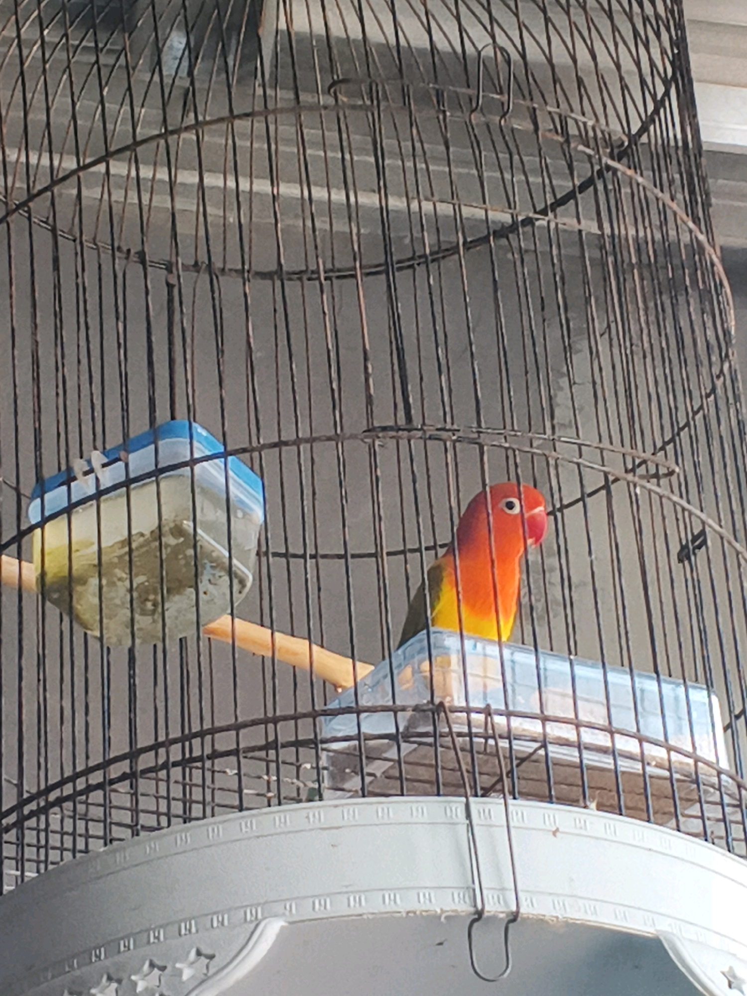 An orange and yellow lovebird is perched in a wire cage, likely in Bulakelor, Indonesia. The bird is facing to the right, with its head slightly turned towards the viewer. In the background, a blue and clear plastic container, possibly for food or water, hangs from a wooden perch. The cage bars are dark and appear to be made of metal. The overall lighting suggests it is daytime.