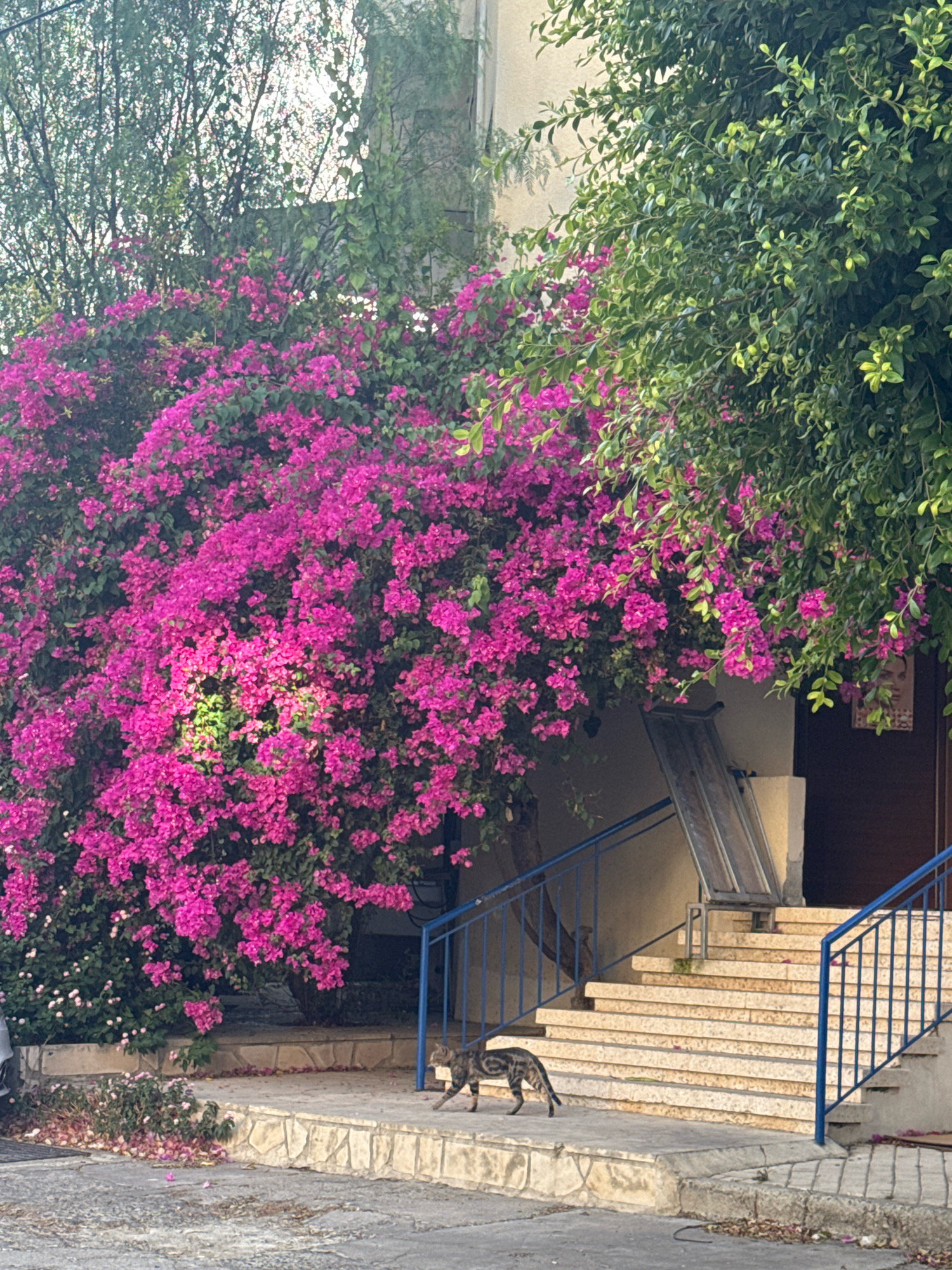 In Mesa Geitonia, Cyprus, a tabby cat walks on a paved walkway in front of a building. The cat is positioned towards the bottom left of the frame, walking to the right. Behind the cat and to the left, a large bush overflows with bright pink bougainvillea flowers, some of which have fallen onto the walkway. To the right of the cat, a stone staircase with a blue railing leads up to the building's entrance. The building has a light-colored facade, and a dark door is visible at the top of the stairs. Green foliage from trees overhangs the scene, partially obscuring the upper portion of the building and the sky. The overall impression is a residential outdoor setting during daylight hours.