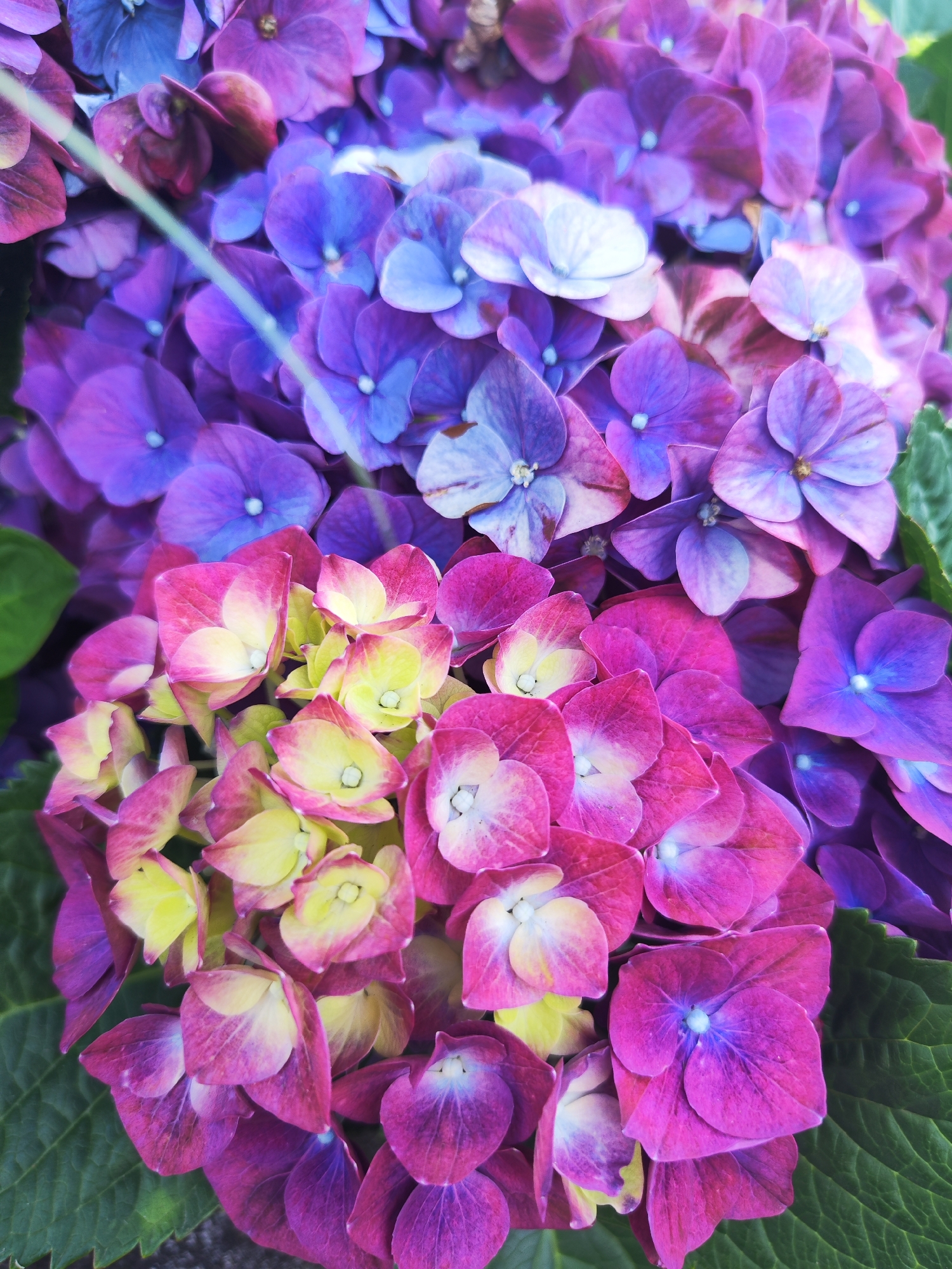 A close-up, overhead view captures a cluster of blooming hydrangeas in Ribeira Grande (Conceição), Portugal. The flowers exhibit a gradient of colors, transitioning from vibrant pink and yellow at the bottom to deep purple and blue at the top. Their petals are delicate and layered, with subtle variations in hue and texture. The image is dominated by the floral display, with only hints of green leaves visible at the edges, suggesting an outdoor setting within the city. There are no people or specific objects other than the flowers themselves.