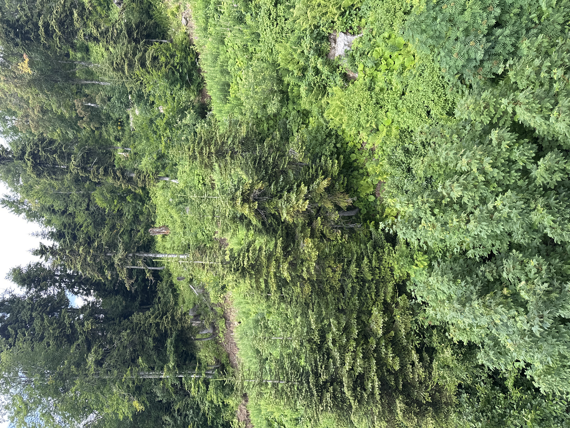 A lush, steep hillside is covered in dense green vegetation, primarily coniferous trees with some deciduous trees interspersed. The foreground is dominated by thick foliage of various shades of green, with some taller, more established coniferous trees reaching upwards. The midground features more mature evergreen trees, their branches laden with needles, and a scattering of smaller trees and undergrowth. The background reveals a continuation of the forested slope, with the canopy of trees obscuring much of the sky. The environment appears to be a natural, possibly mountainous, setting. There are no people or identifiable objects in the image, beyond the natural flora. The scene is a close-up, high-angle view of a wild, verdant hillside, likely a natural park or forest reserve. The image is consistent with landscapes found in the mountainous regions near Estosadok, Russia, known for its extensive forests and natural beauty.