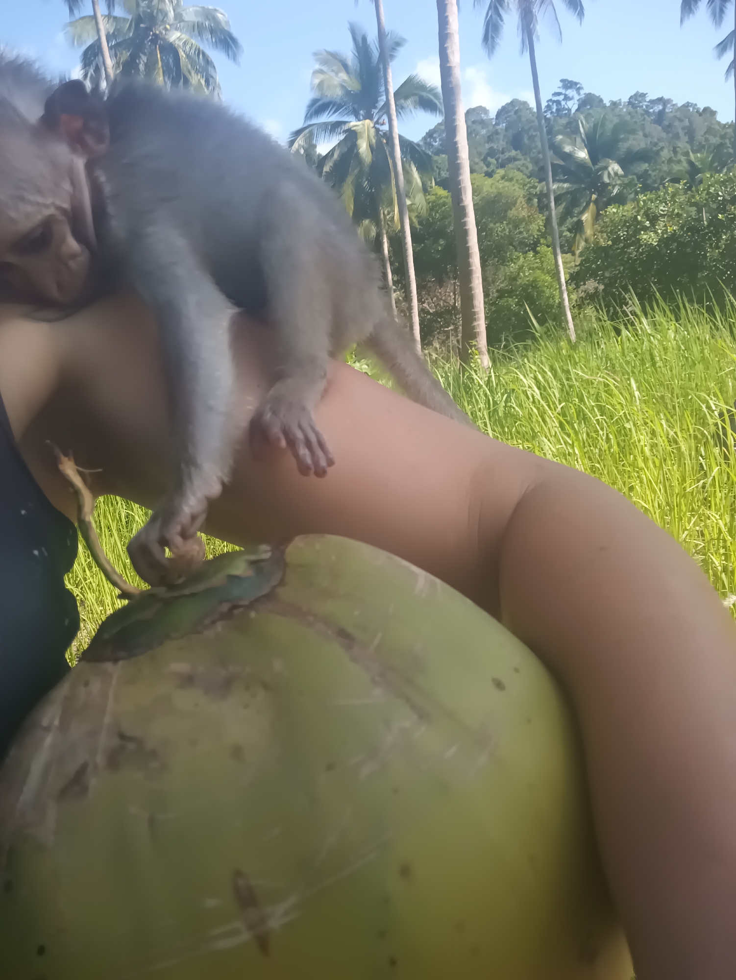 A close-up, brightly lit outdoor shot shows a person interacting with a baby monkey and a green coconut in a tropical setting. The person's right arm and shoulder are visible in the foreground, with the side of their face partially obscured by the monkey. A small, light-furred baby monkey is resting on the person's shoulder and upper arm, appearing to be asleep or very relaxed, with its left arm draped down towards a large, fresh green coconut. Its tiny fingers are visible near the coconut's stem end. The coconut is held or placed against the person's arm, dominating the lower foreground.
In the background, a vibrant tropical landscape is visible under a clear, bright blue sky with sparse white clouds. Numerous tall palm trees rise above a dense carpet of green grass and lush, dark green foliage of other trees and plants, characteristic of a jungle or forested area. The sunlight suggests it is daytime. The interaction between the person and the monkey appears calm and peaceful. The setting, with its palm trees, rich vegetation, and fresh coconut, indicates a warm, tropical climate, consistent with Baan Thong Nang, Thailand. There is no visible text in the image.