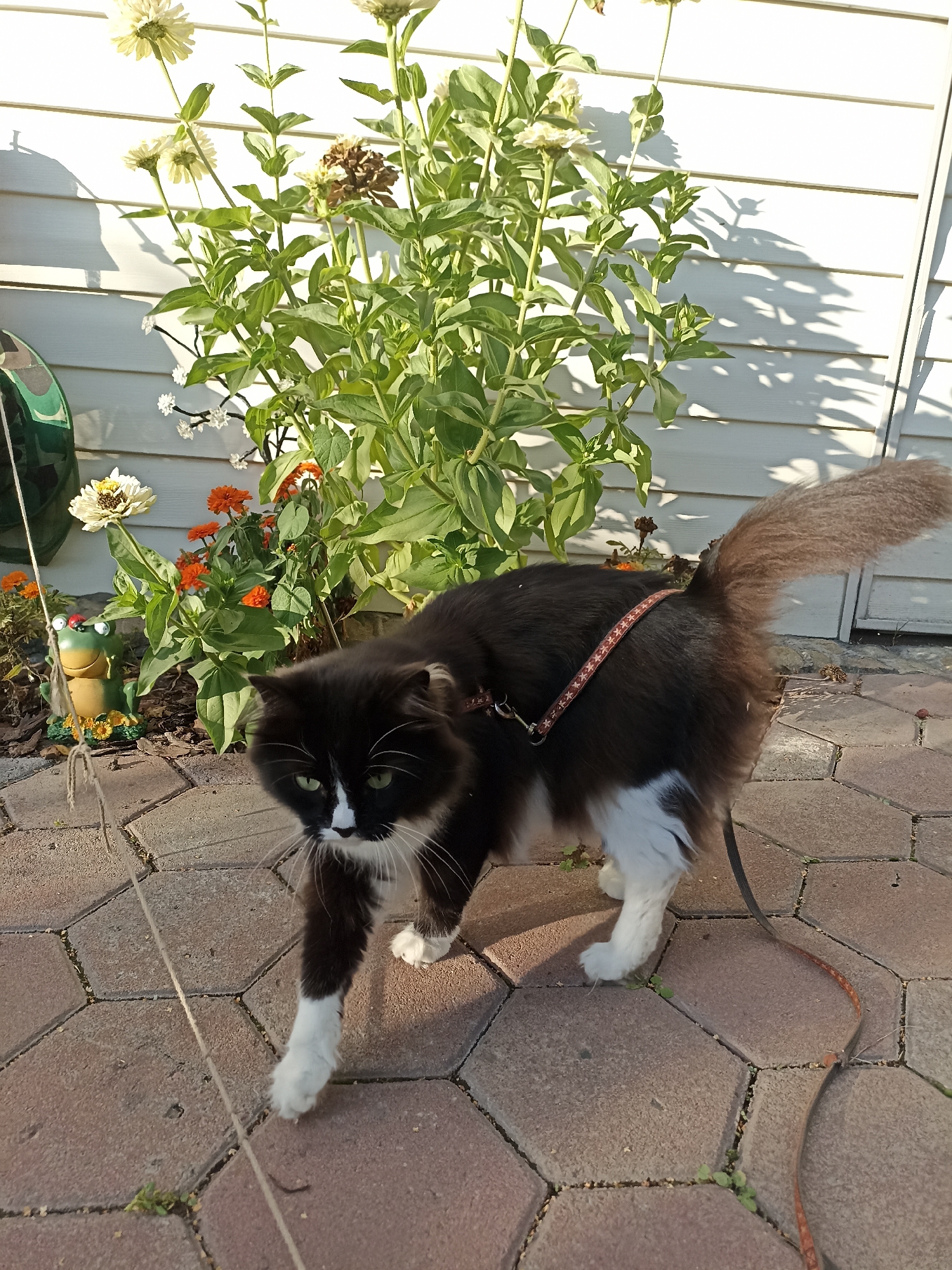 The image depicts a medium-sized, long-haired, black and white cat walking on a paved patio. The cat is wearing a patterned harness and is attached to a leash. Behind the cat, there is a flower bed with green foliage and several blooming flowers, including some with white and orange petals. A white wall with horizontal siding is visible in the background, casting shadows from the plants. A small, decorative frog figurine with ladybugs on it is placed in the flower bed to the left of the cat. The scene appears to be outdoors, likely in a residential area, with the light suggesting it is daytime. The city of Mochische, Russia is not depicted in this image.