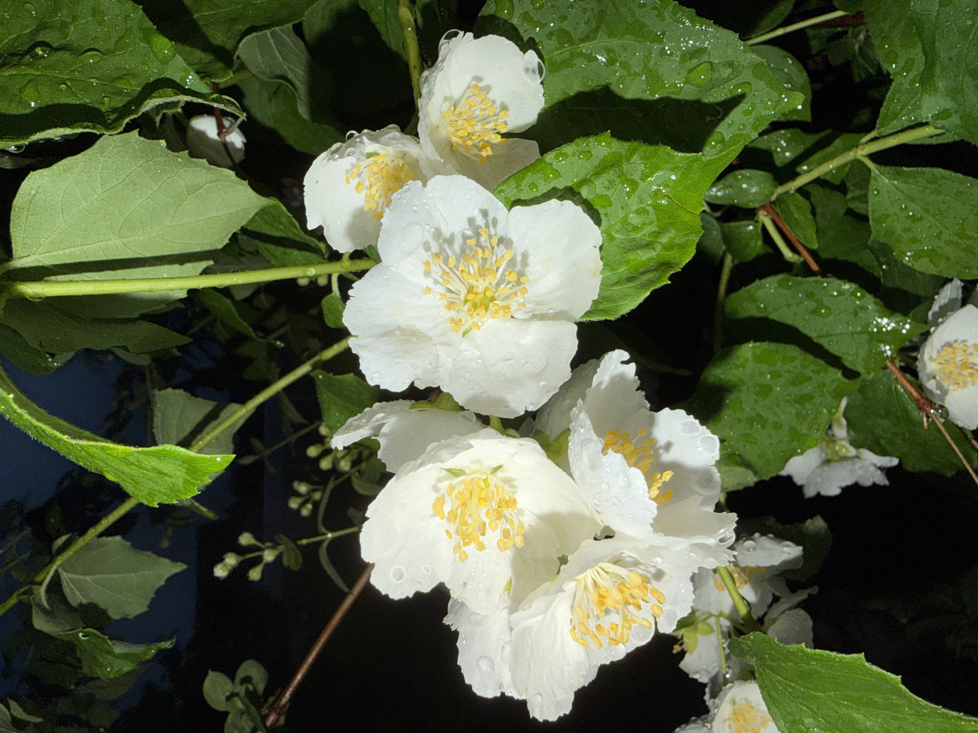 This is a close-up, low-angle shot of white jasmine flowers and green leaves. The flowers are in various stages of bloom, with some fully open and others still forming buds. Each petal is delicate and tinged with water droplets, suggesting recent rain. The centers of the open flowers are filled with bright yellow stamens. The leaves are lush and vibrant green, also glistening with water. The background is dark, creating a stark contrast that emphasizes the white of the flowers and the green of the foliage. The lighting appears to be artificial, possibly from a flash, given the sharp details and the dark background. The overall mood is serene and natural, highlighting the beauty of the flowers after a rain shower. The location is identified as Shemdordan, Russia. There is no visible text in the image.