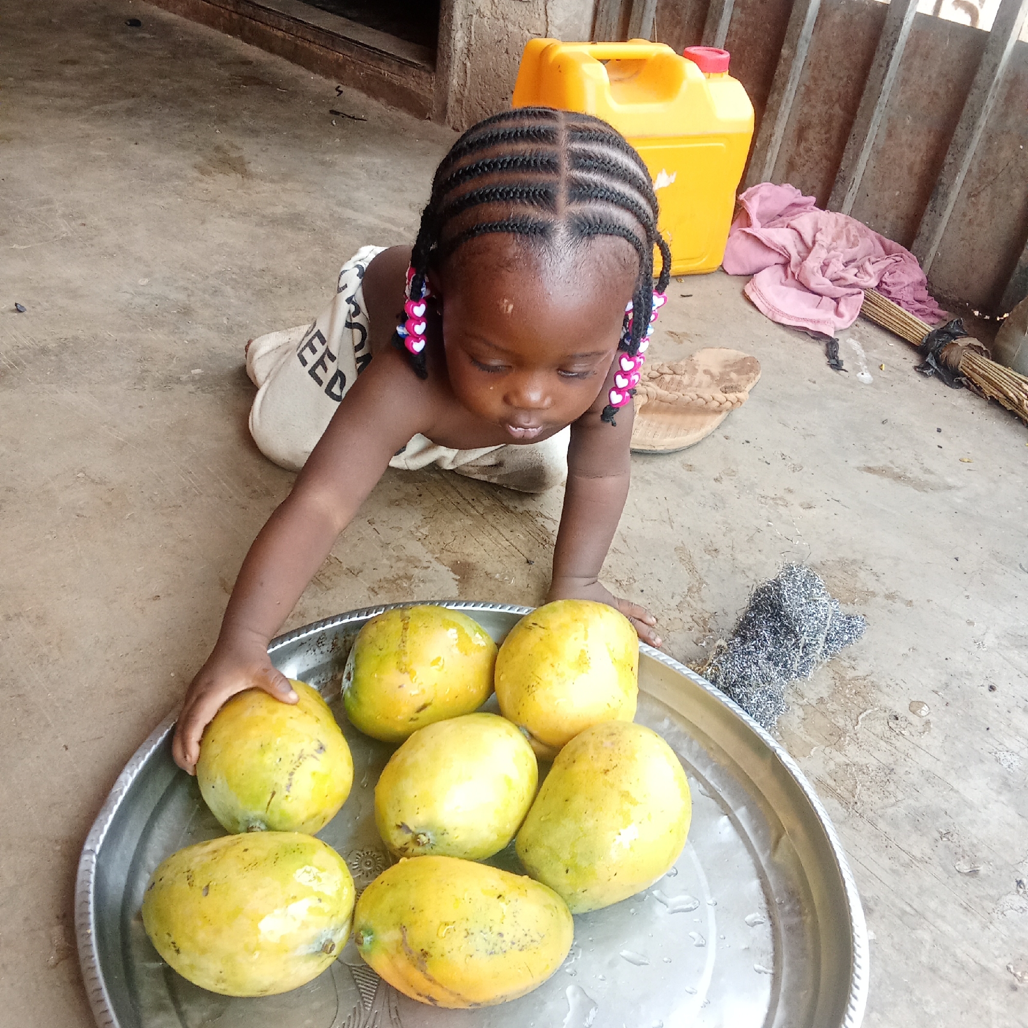 A young child with braided hair adorned with heart-shaped beads is kneeling on a cement floor in an outdoor space in Akwanga, Nigeria. The child is reaching towards a silver tray filled with seven ripe mangoes. Behind the child is a yellow jerrycan, a pair of sandals, a pink cloth, and a broom leaning against a weathered wooden wall. A metal scouring pad sits next to the tray of mangoes. The cement floor shows signs of wear and water droplets. The scene suggests a candid, everyday moment in Akwanga, with the child interacting with fresh mangoes.