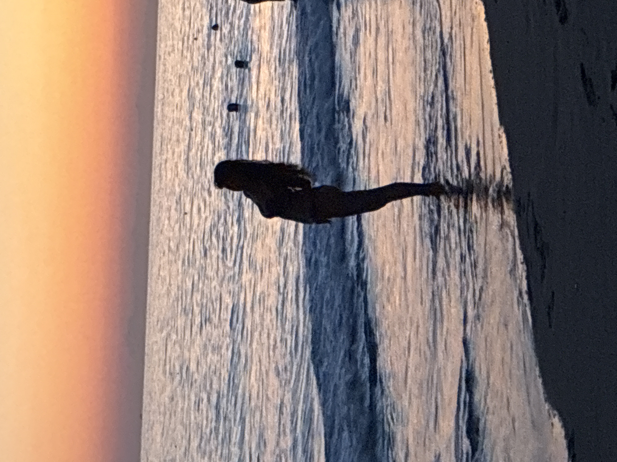 The image depicts a silhouetted figure of a woman standing in the shallow waters of the sea during sunset. The sky displays a gradient of orange and pink hues, indicating the sun is low on the horizon. Gentle waves lap at the shore, reflecting the colors of the sky. The woman is positioned in the mid-foreground, facing away from the camera, with her body bent backward. In the background, several other silhouetted figures are visible in the water, suggesting others are also enjoying the sea. The beach in the foreground is dark and appears to have footprints. The scene is likely located on the coast of Alanya, Turkey, given the context provided.