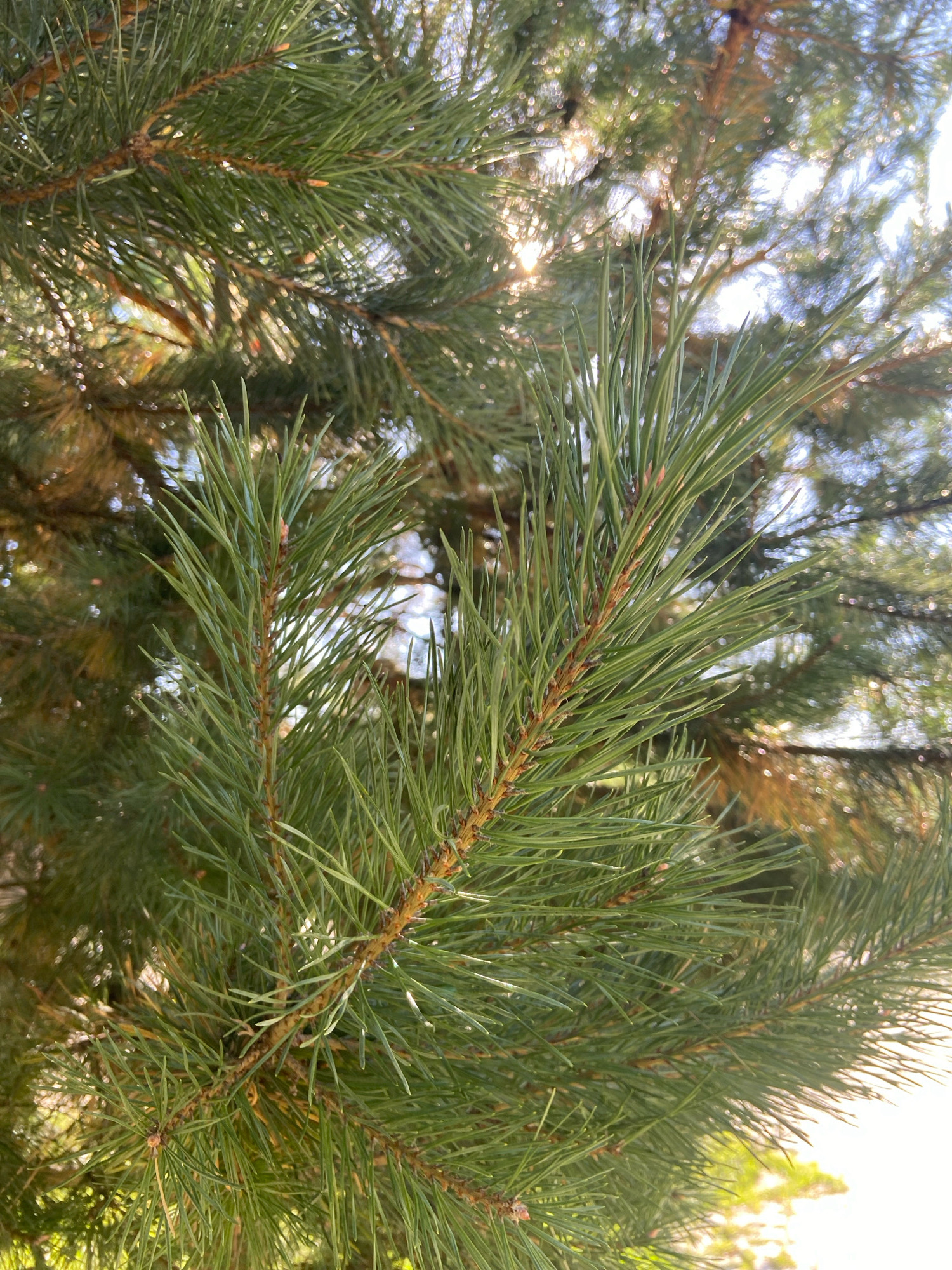 A close-up shot focuses on a pine tree branch, its needles sharp and vibrant green. The sun shines through the foliage, creating a bokeh effect of bright, blurred circles of light in the background. The trunk of the tree is visible as a darker, out-of-focus element. The scene appears to be in a natural setting, likely a park or a residential area with trees, potentially in Balashikha, Russia. No people or specific actions are depicted.