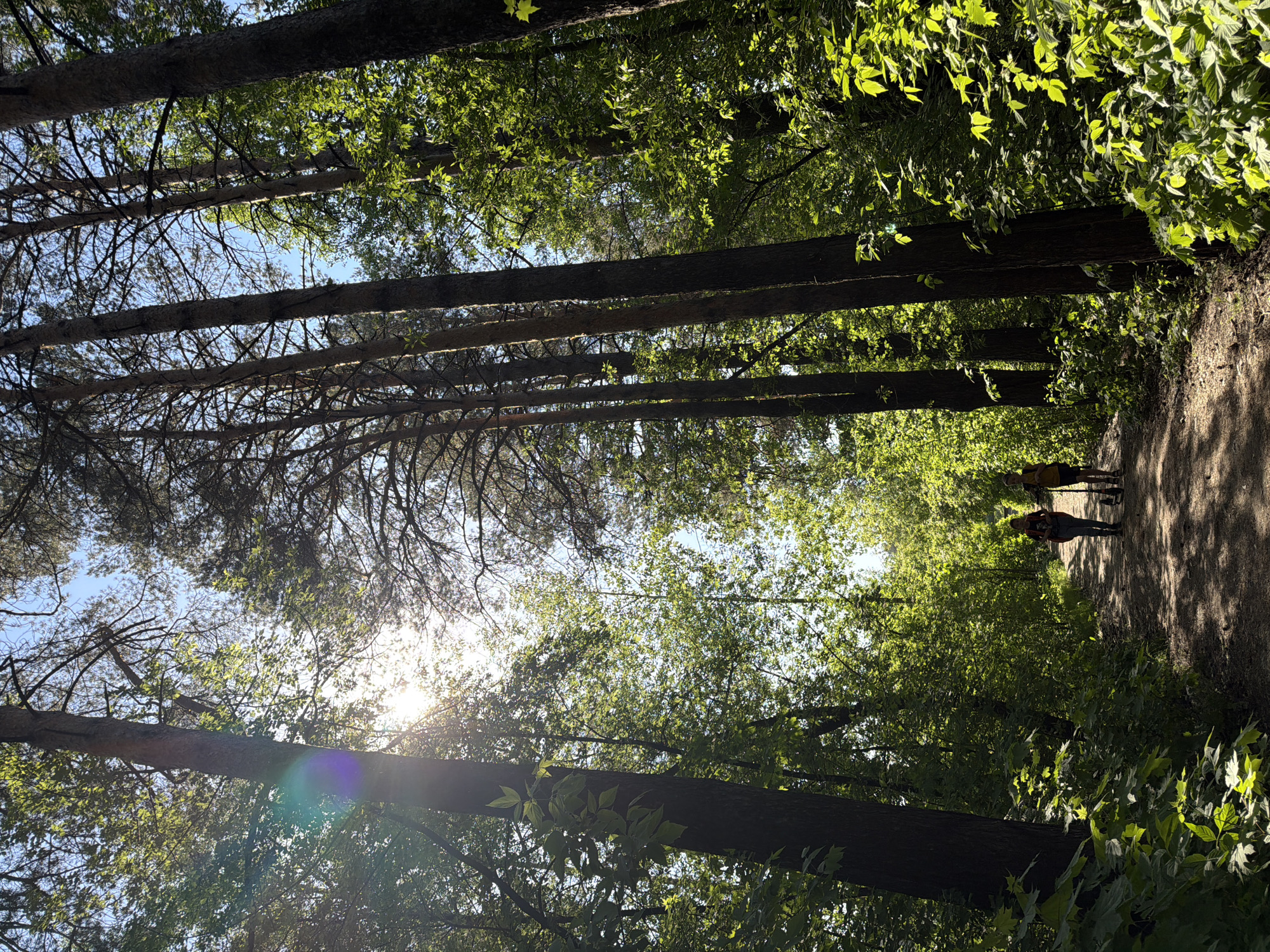 The image depicts a sunlit forest path in Chaikovsky, Russia. The path is lined with tall trees and lush vegetation. Two figures, presumably pedestrians, are walking away from the viewer on the path. The sun is shining through the trees, creating a bright and dappled effect on the path and surrounding foliage.