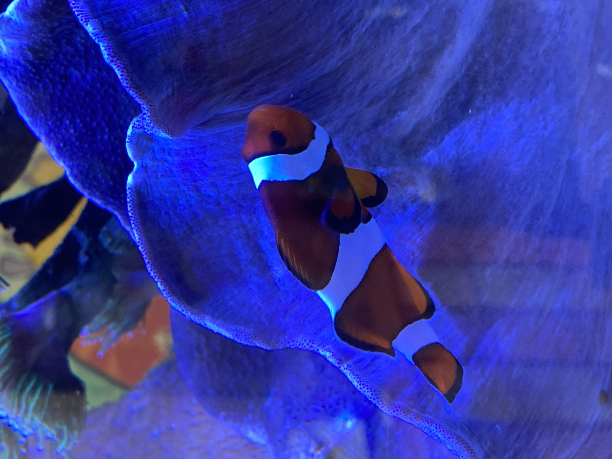 A clownfish is nestled within the tentacles of an anemone. The fish is orange with white stripes and black markings on its fins. The anemone is a translucent blue. In the background is another anemone of similar color and some type of green plant. The origin and location in Pleven, Bulgaria are unknown, the picture could be taken anywhere in the world.