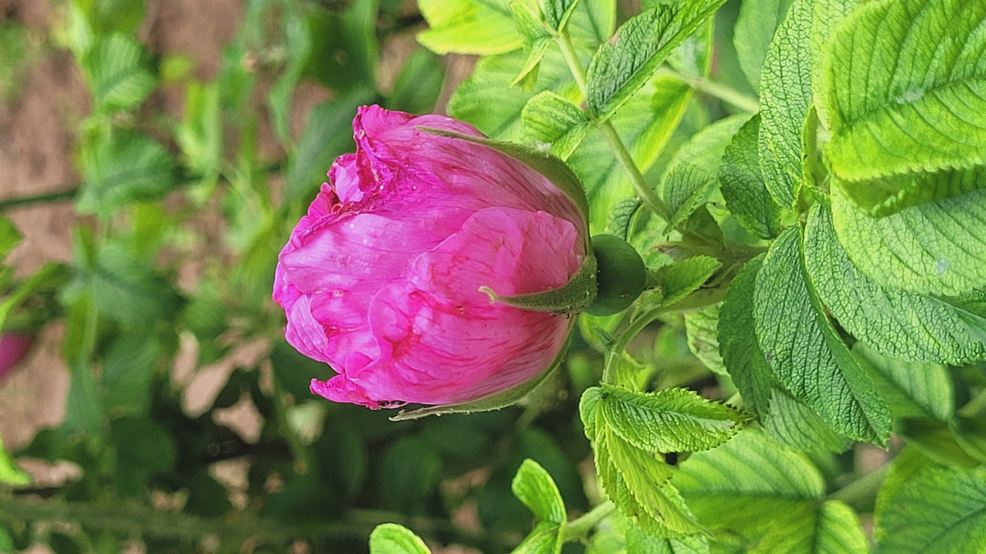 This media file is a close-up, eye-level photograph of a pink rose bud surrounded by green foliage. The rose bud is the central subject, positioned on the left side of the frame and facing right. It is a vibrant pink color with visible water droplets on its surface, suggesting recent rain or dew. The bud is still tightly closed, hinting at the potential for a full bloom. A small, round, green bud is visible just below and to the right of the main rose bud, attached by a stem.
The surrounding environment consists of lush, green leaves with a slightly textured surface, indicative of a plant with serrated or veined edges. The foliage is dense, creating a natural, outdoor setting. The background is blurred, with earthy tones of brown and green, suggesting soil and other plants out of focus. This background blur emphasizes the rose bud and its immediate green surroundings.
The lighting appears natural, suggesting it could be daytime, possibly after a rain shower due to the water droplets. There are no people or animals visible in the image, and no text is present. The overall impression is one of natural beauty and the anticipation of a flower opening. The image focuses on the delicate details of the rose bud and the healthy greenery of the plant.