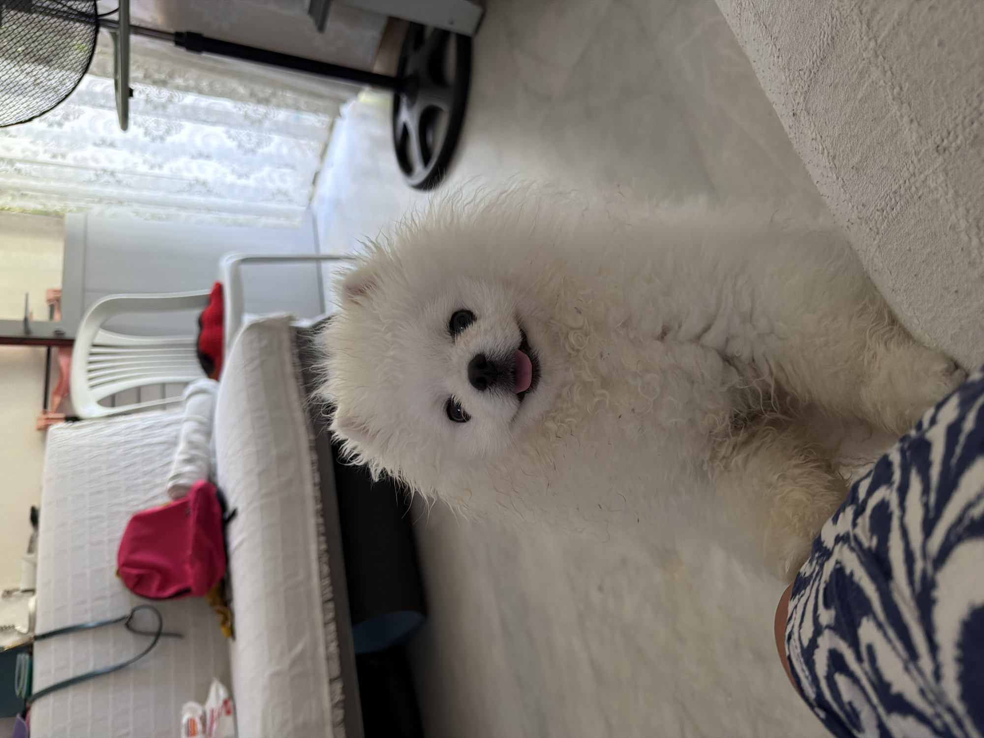 An indoor, eye-level, medium shot captures a fluffy white Pomeranian dog sitting on a light-colored, marble-patterned floor. The dog is positioned in the foreground, facing the camera with its mouth slightly open and tongue visible. Behind the dog, a white couch with a textured surface is partially visible. To the left of the couch, a bright pink backpack lies on the seating area, along with a yellow cloth. Further in the background, a white chair with vertical slats and a red object on its seat is visible. To the right, a tall black fan with a circular base is positioned near a sheer white curtain. The lighting suggests an indoor setting with natural light filtering through the window.