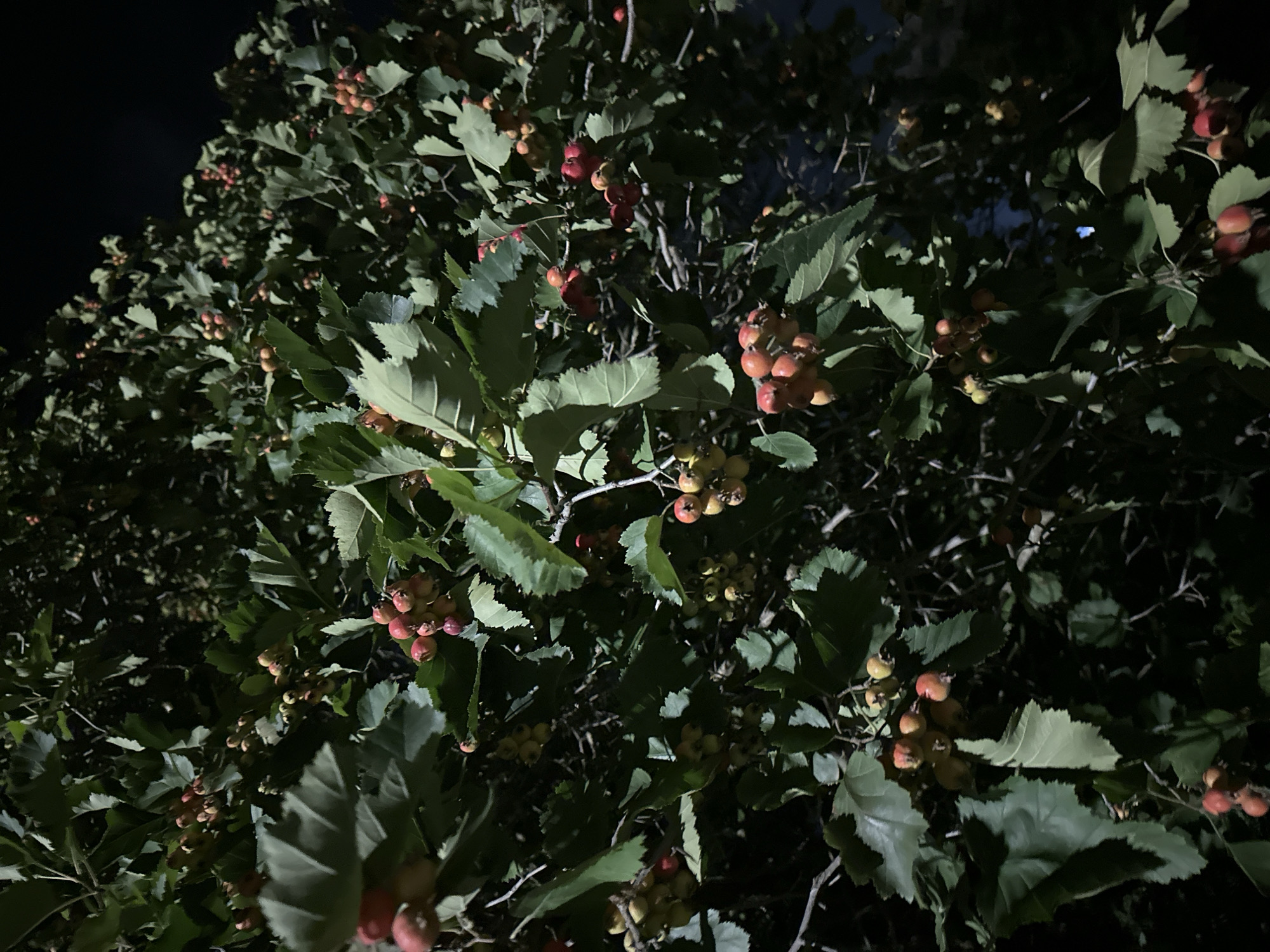A low-angle, nighttime shot focuses on a dense tree laden with small, round fruits. The fruits appear in clusters, with colors ranging from green and yellow to red and orange, suggesting varying stages of ripeness. The leaves are a deep green and serrated, characteristic of a hawthorn tree. The background is a dark, out-of-focus expanse, indicating a lack of significant ambient light beyond what illuminates the tree itself. The scene is devoid of people or any obvious man-made structures, suggesting a natural or semi-natural setting within the city of Nevinnomyssk, Russia, possibly a park or a residential area with established trees. The lighting suggests artificial illumination, likely from a streetlamp or building, casting shadows and highlighting the textures of the foliage and fruit.