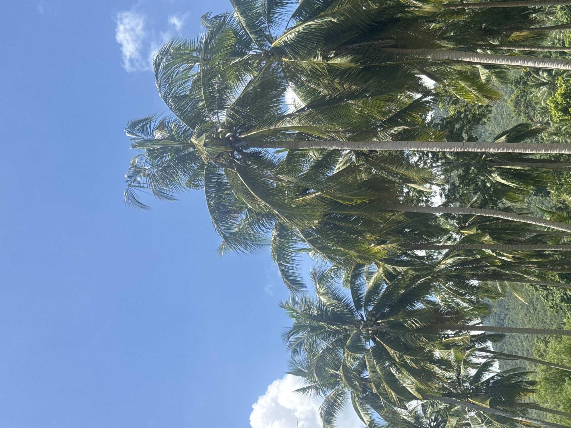 A cluster of mature coconut palm trees with green fronds and visible coconuts fills the foreground and midground of the image. The trees are tall and slender, with textured trunks. In the background, a lush, green, tree-covered mountainside rises under a bright blue sky with a few scattered white clouds. The scene depicts a tropical environment, characteristic of a location like Koh Phangan, Thailand, known for its abundant palm trees and mountainous terrain. There are no people or animals visible in the image.