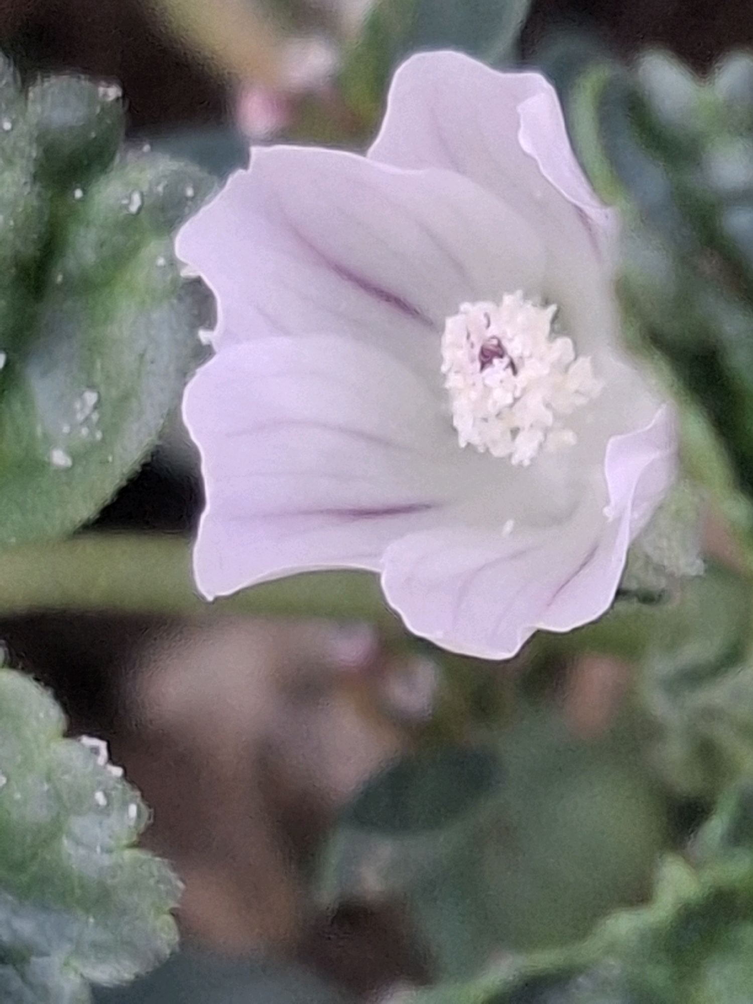 A close-up, slightly out-of-focus shot captures a delicate, pale purple flower with ruffled petals. The flower's center is adorned with a cluster of white stamens, some tipped with a darker hue. Thin, darker purple veins are visible running through the translucent petals, adding a subtle depth to the bloom. The background is a soft blur of greens and browns, suggesting foliage and earth. There are no people or specific landmarks visible that would indicate a location in Almaty, Kazakhstan. The image appears to be a macro photograph of a single flower in its natural setting.