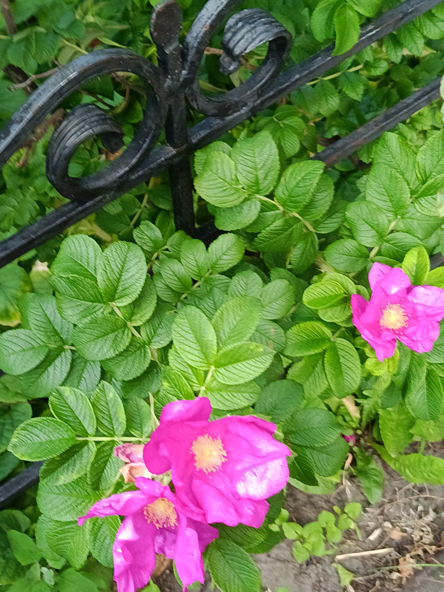 This image depicts a cluster of bright pink roses with yellow centers, blooming amidst lush green foliage. The roses appear to be wild roses, possibly Rosa rugosa, given their vibrant color and ruffled petals. A decorative black metal fence, with an ornate scroll design, runs diagonally across the upper left portion of the frame, partially obscuring the background. The fence is made of wrought iron, showing signs of weathering. The leaves of the rose bushes are a deep green, with visible veins and a slightly serrated edge. In the lower right of the image, the ground is visible, appearing to be soil mixed with some dry leaves and debris. The lighting suggests it is daytime, possibly overcast, as there are no harsh shadows. The overall scene is one of natural beauty intertwined with a man-made element, suggesting a garden or a natural area bordering a fence. The location is identified as Kyiv, Ukraine.