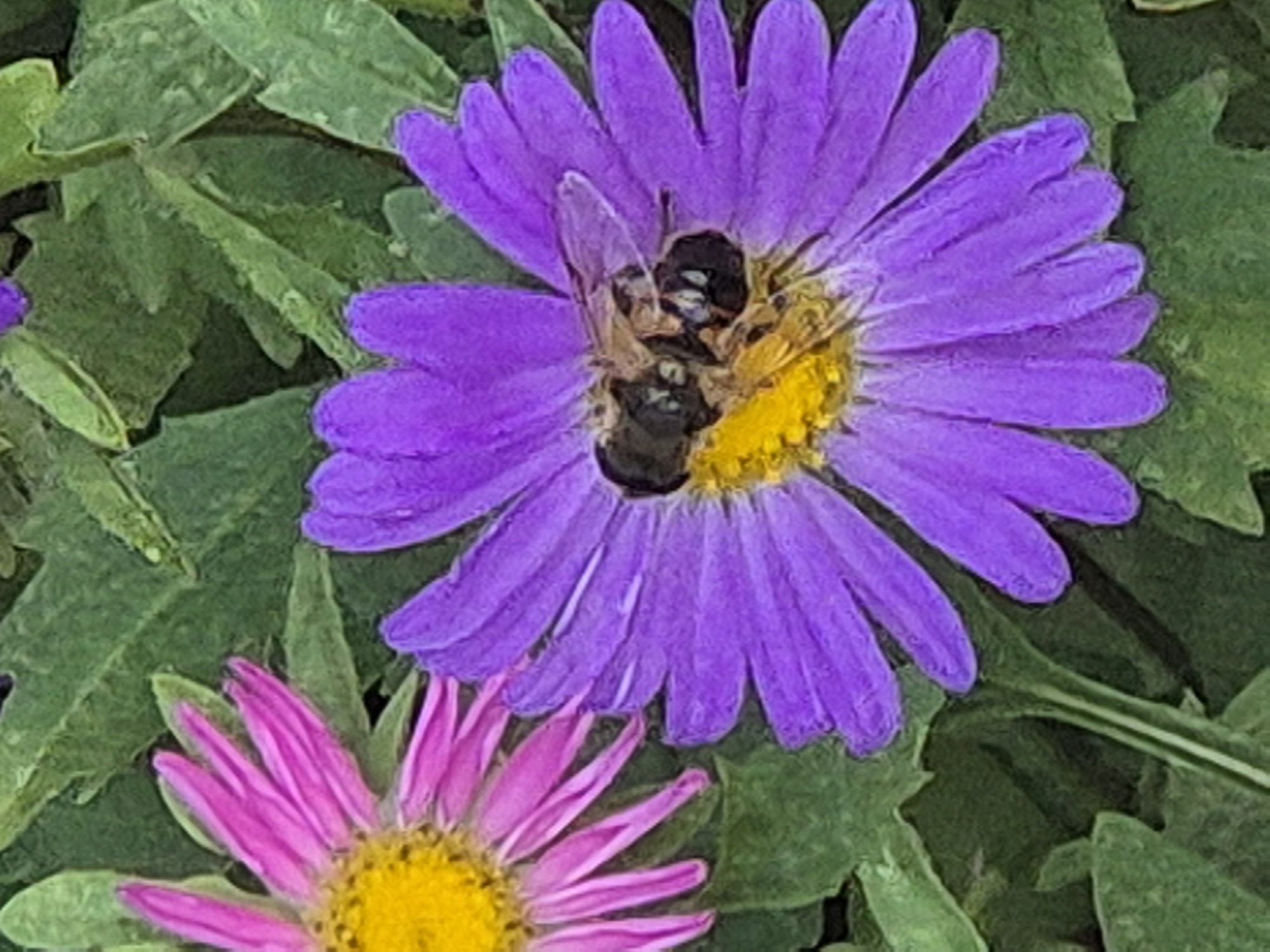 The image shows a close-up view of two asters, one pink and one purple, with a bee on the purple flower. The pink aster, on the left, has bright yellow stamens and delicate, pointed petals. The purple aster, on the right, is larger and more prominent, with a rich purple hue. Its yellow center is partially obscured by the bee. The bee is dark brown and black, with visible wings and legs, actively engaged in collecting pollen. The background consists of green foliage, providing a soft, natural setting for the flowers and the bee. The image was captured in a garden in Kokshetau, Kazakhstan.
