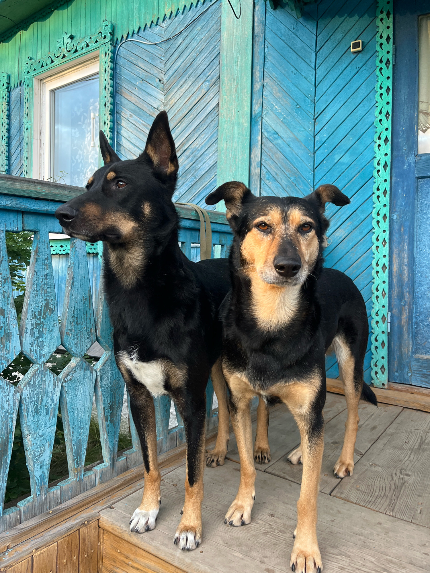 Two dogs, one primarily black with some tan markings and white on its chest, the other primarily tan and black, stand on a wooden porch. The porch is attached to a house with teal and blue painted wooden siding. There is a decorative wooden railing in front of the dogs. The house features a window with white trim and lacy curtains. The scene appears to be in a rural or suburban setting, consistent with historical wooden architecture found in many Russian cities, including Nizhny Tagil. The lighting suggests it is daytime. There are no people visible in the image.