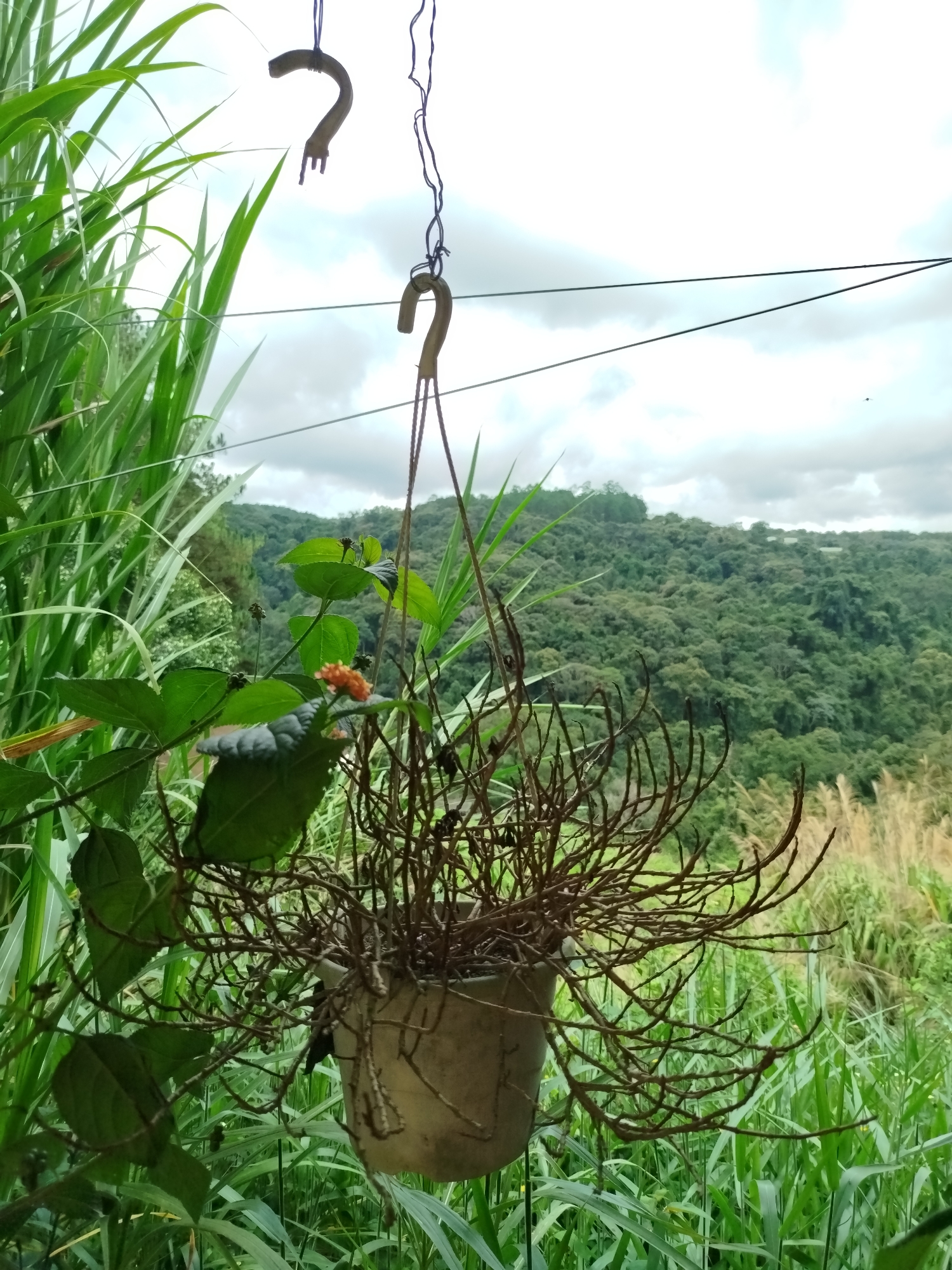 This is a medium shot of a potted plant hanging from a wire with hooks. The plant appears to be a Rhipsalis species, with thin, wiry stems and very few leaves. It is in a pale, round pot. In the background, there is a lush green hillside covered in trees, with tall grasses in the foreground. The sky is overcast. Two metal hooks are visible hanging from wires above the plant. The image appears to have been taken outdoors, possibly on a balcony or porch, with a view of a natural landscape. It is not possible to determine the specific location within Thôn 5, Vietnam from the image alone.