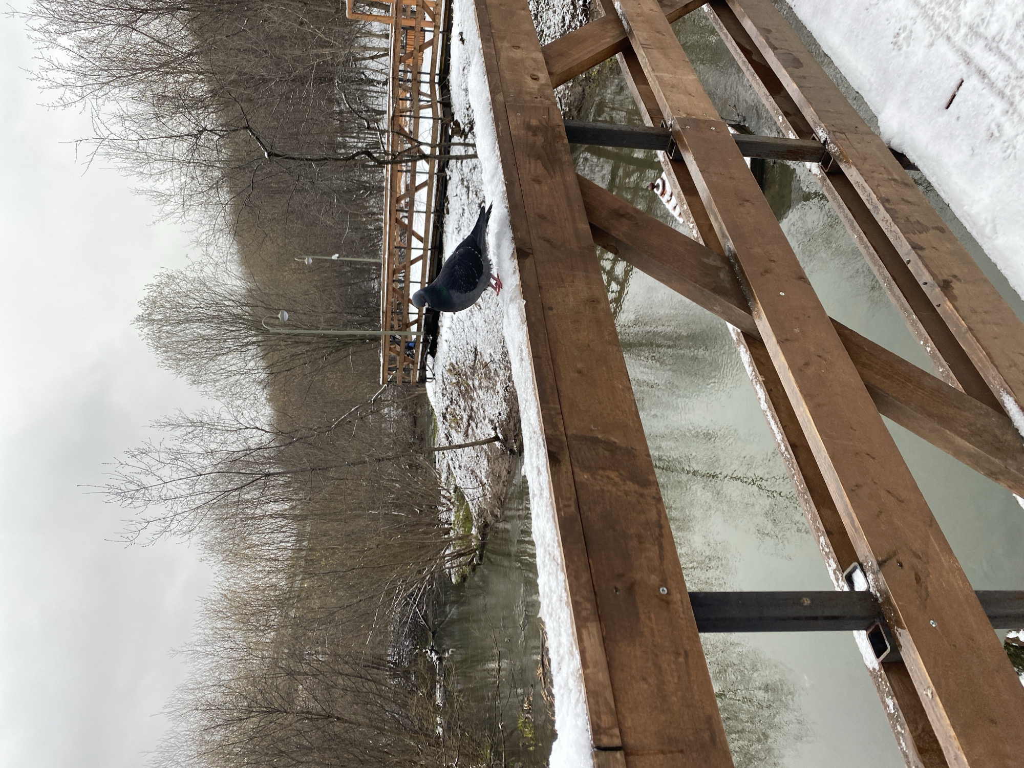 The image captures a tranquil winter scene, likely in a park or along a riverbank in Perm, Russia. A grey pigeon, identifiable as a rock dove, stands prominently on a snow-dusted wooden walkway that borders a body of water. The pigeon is positioned towards the center-left of the frame, facing slightly left.
The wooden structure, possibly a pier or bridge, is constructed from dark brown planks and supported by black metal beams, extending from the foreground into the mid-ground. Patches of white snow sparsely cover the wooden surfaces and the ground adjacent to the water's edge, indicating cold weather. The water itself is calm and reflects the muted, overcast sky.
Beyond the water, a dense line of bare trees with intricate, leafless branches forms the background, suggesting either late winter or early spring. Two streetlights are visible amidst the trees on the far bank. The sky is overcast and grey, providing soft, diffused lighting across the scene. No people or visible text are present, contributing to the quiet, serene atmosphere of the winter landscape.