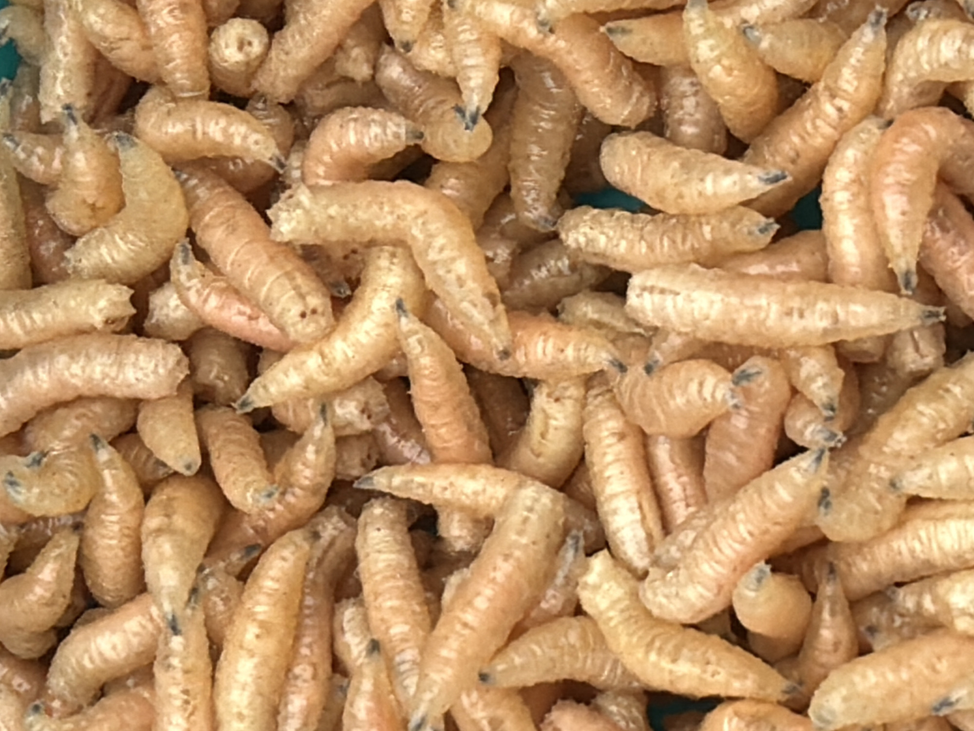 The image shows a close-up view of a large quantity of maggots, tightly packed together. The maggots are pale yellow to light orange in color, with some appearing translucent. They are segmented and have dark, pointed ends. The surface beneath the maggots is a solid, muted blue or green color. The image does not provide enough information to determine a specific location in Chaikovsky, Russia, or to ascertain any additional information beyond the immediate details of the scene.