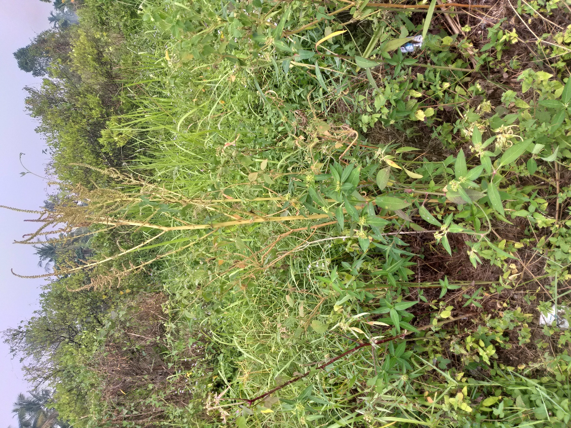 The image shows a dense, overgrown patch of vegetation with various plants, including tall grasses and leafy shrubs. The central focus is a tall, thin plant with a dry, straw-like appearance at the top, surrounded by greener, more vibrant foliage. Several smaller plants with green leaves and developing seed pods are scattered throughout the scene. The ground is covered with dry leaves and soil, with some evidence of litter, including a partially visible plastic wrapper. The environment suggests a natural or semi-natural area, possibly a roadside verge or an undeveloped plot of land. The presence of palm trees in the background indicates a tropical or subtropical climate. There are no people or animals visible in the image.