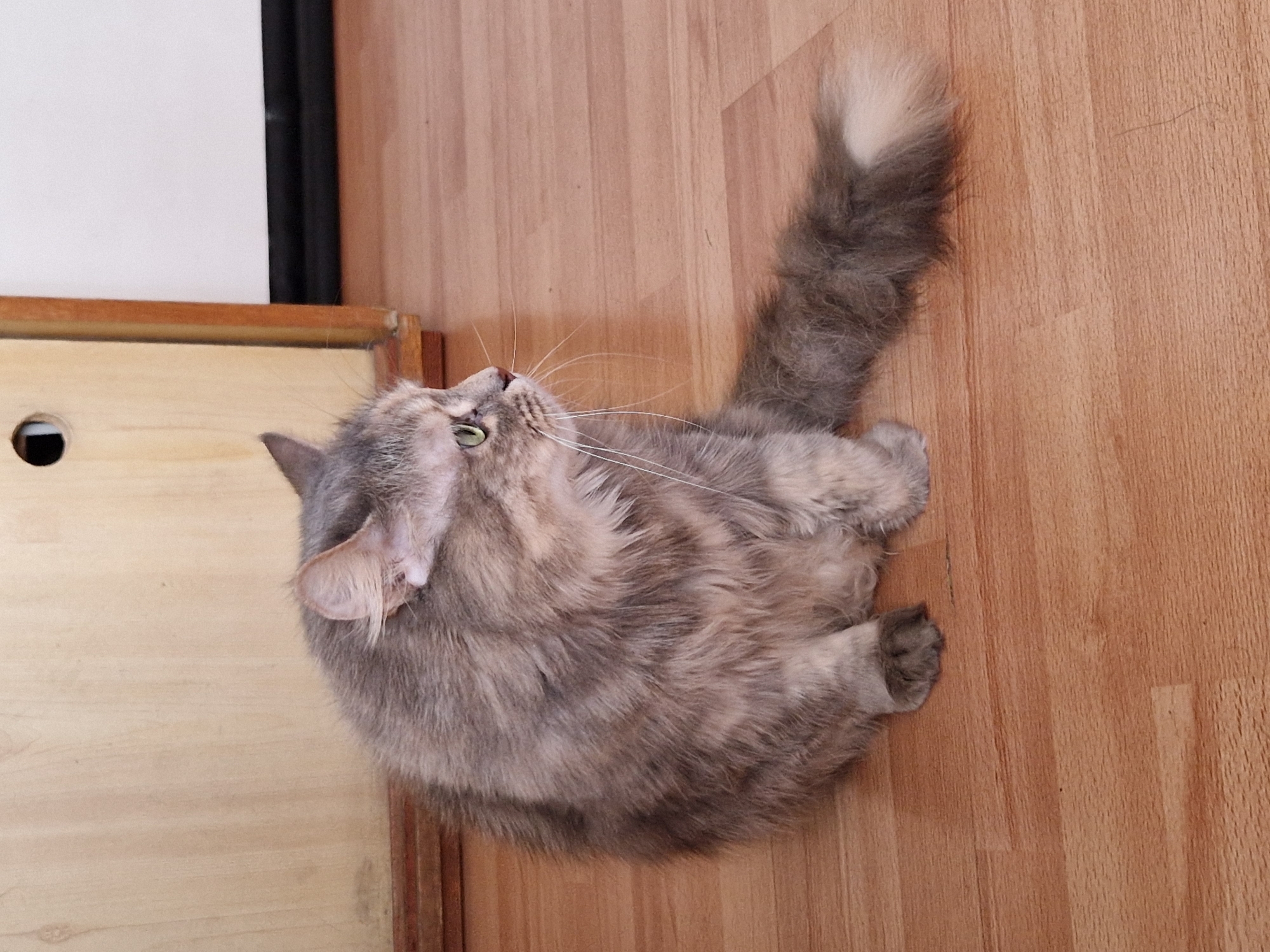 A gray, fluffy, long-haired cat is lying on its side on a light brown, wooden floor. The cat's tail is extended and curved upwards. Its head is turned upwards, and its eyes are open. The cat is positioned near a wooden cabinet with a white panel. The background is out of focus, and the image is taken from a high angle. The location and city are not discernible from the image.