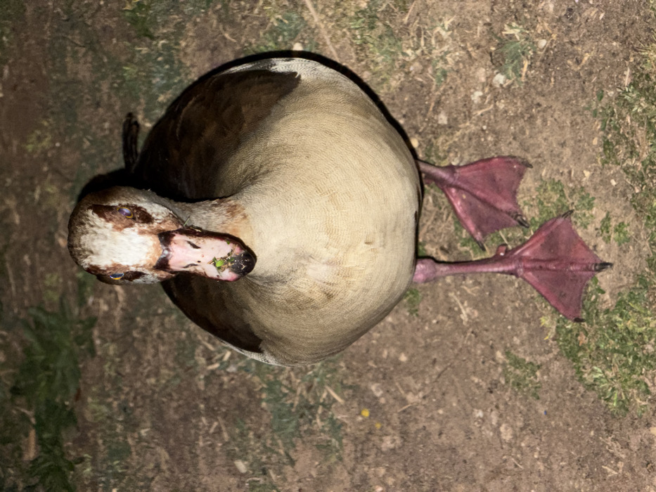 An Egyptian Goose (Alopochen aegyptiaca) stands upright, facing directly towards the viewer, on a patch of dry dirt and sparse green grass. The bird exhibits a white face with a brown crown and prominent dark brown orbital patches surrounding its light-colored eyes. Its beak is pinkish with a dark tip, bearing visible fragments of green vegetation, indicating recent feeding. The upper body plumage is dark brown, transitioning to a light tan or cream color on the breast and belly. Its legs and webbed feet are a distinct reddish-pink hue. The scene is illuminated by direct artificial light, likely a flash, casting a stark focus on the bird against a darker, indistinct background, suggesting low ambient light conditions. This scene is located in the city of Tel-Aviv, Israel.