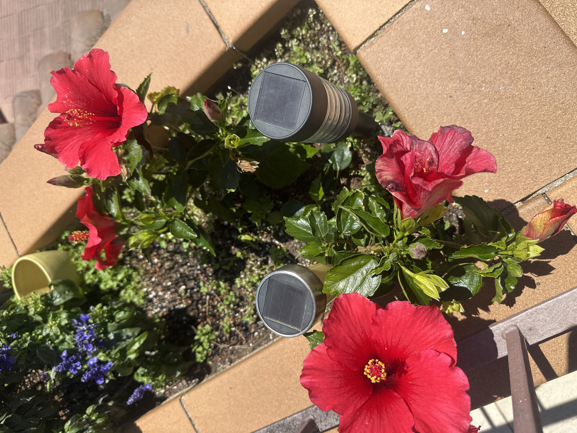 The image depicts a planter box filled with vegetation and two solar lights, likely located in an outdoor setting. The predominant plants are hibiscus flowers in various shades of red and states of bloom. There are also some smaller blue flowers in the planter box, along with mixed foliage. Two cylindrical solar lights with dark gray solar panels are positioned within the vegetation. The planter is surrounded by a surface covered with tiles, possibly a patio or deck. The lighting suggests a sunny day. A yellow ceramic pot is partially visible. Part of the structure is wood. The setting appears to be in a residential or garden area. There is no verifiable information to confirm it is located in Sant Feliu de Guíxols, Spain.