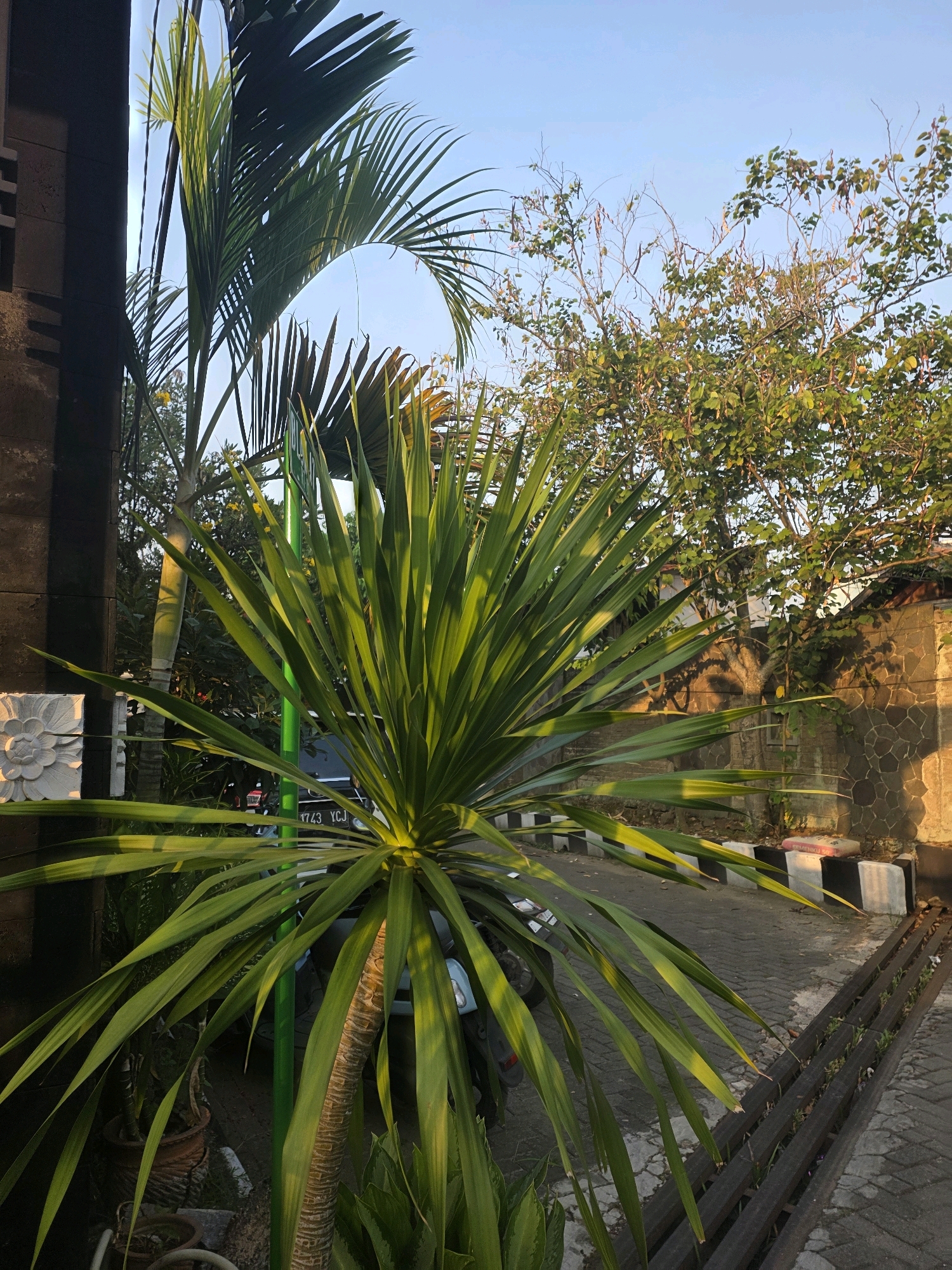 A medium shot captures a tropical outdoor scene with lush greenery and a bright sky in Bojongsoang, Indonesia. In the foreground, a large, spiky green plant with long, slender leaves dominates the frame, its leaves catching the sunlight. To the left, a portion of a dark, textured wall and a decorative white stone ornament are visible. Behind the main plant, a palm tree with arching fronds reaches upwards. Further in the background, a tree with smaller leaves and seed pods can be seen against a clear blue sky. The ground is paved with interlocking bricks, and a metal grate runs along the right side of the frame. A vehicle with a license plate displaying "1743 YCJ" is partially visible behind the foreground plant. The lighting suggests it is either early morning or late afternoon, with warm sunlight casting long shadows.