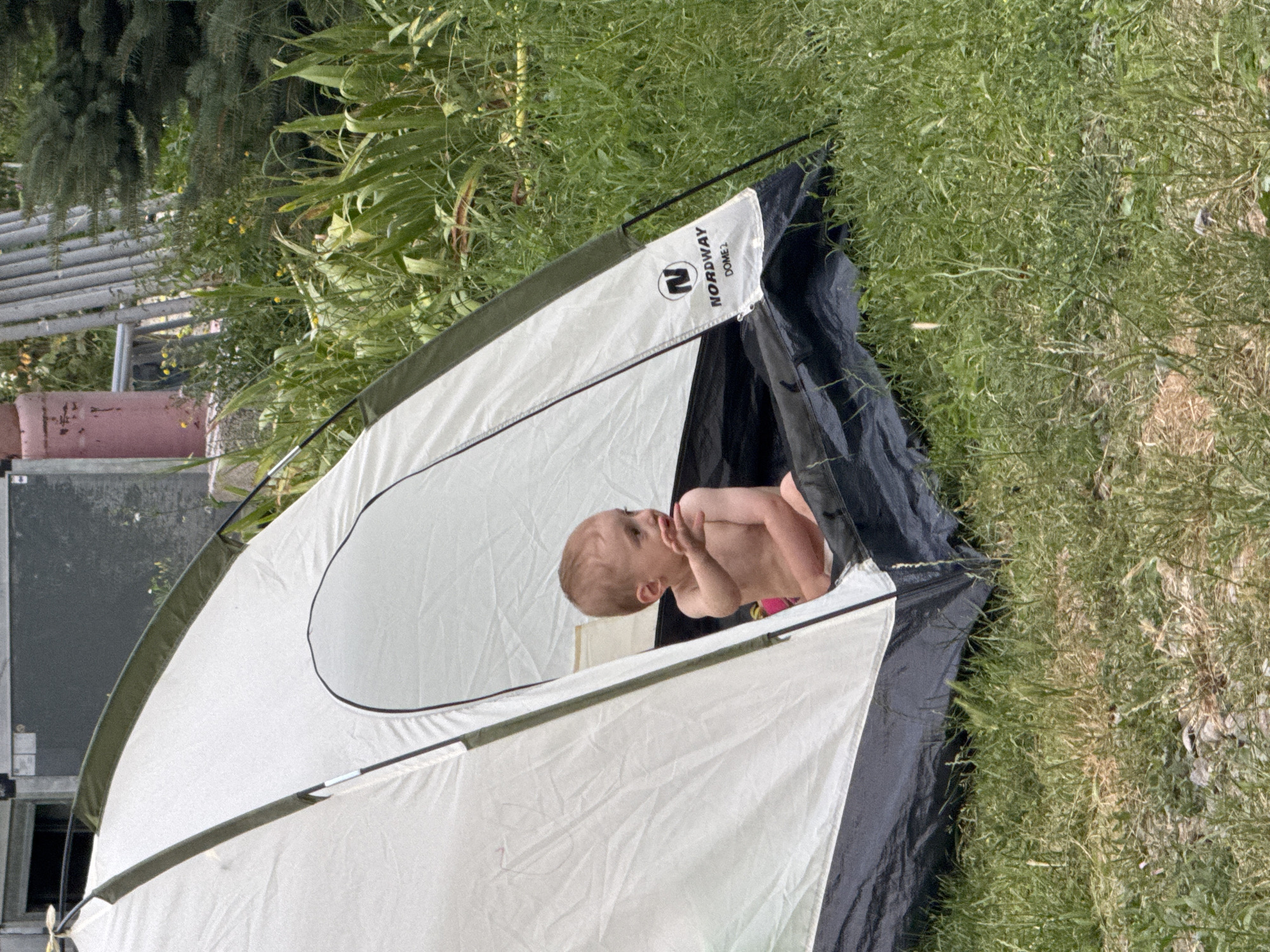 An infant is sitting inside a partially open white and grey tent, on the grass. The tent has a black base and a white fabric canopy. The infant, facing right, is shirtless and has light-colored hair. Its right arm is extended forward. In the background, there is lush green grass, some dry patches, and a hint of foliage from trees and other plants. Behind the tent, a large metal structure, possibly a storage container or building, is visible. There are also some vertical metal poles and a pink cylindrical object in the distance. The overall environment appears to be an outdoor setting, possibly a campsite or yard.