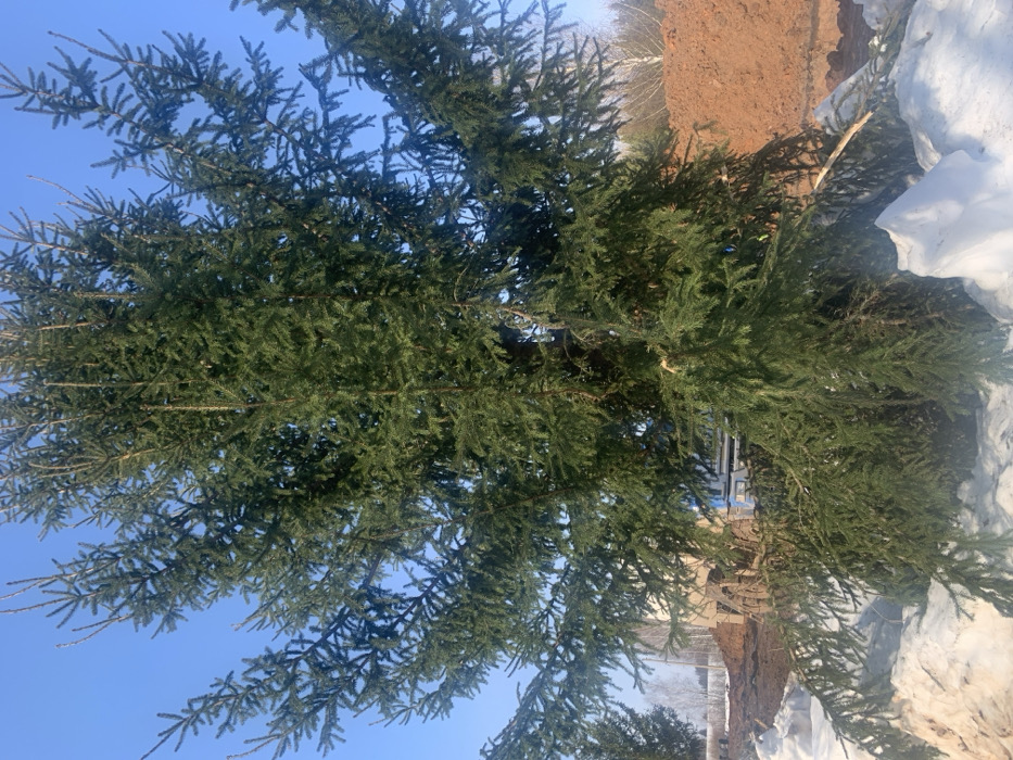 A large, dense evergreen tree with dark green needles occupies the central and upper portions of the frame against a clear blue sky. Irregular drifts and mounds of snow cover the ground in the immediate foreground. Behind the central tree, to the left, a smaller evergreen tree and a light-colored building are partially visible. Further in the background, bare deciduous trees are present. To the right, a significant pile of reddish-brown excavated earth is visible. Elements consistent with construction equipment or materials are partially obscured behind the central tree and snow. The scene is located in Sosnovka, Russia, depicting a winter or early spring environment with ongoing site development. No individuals are visible.
