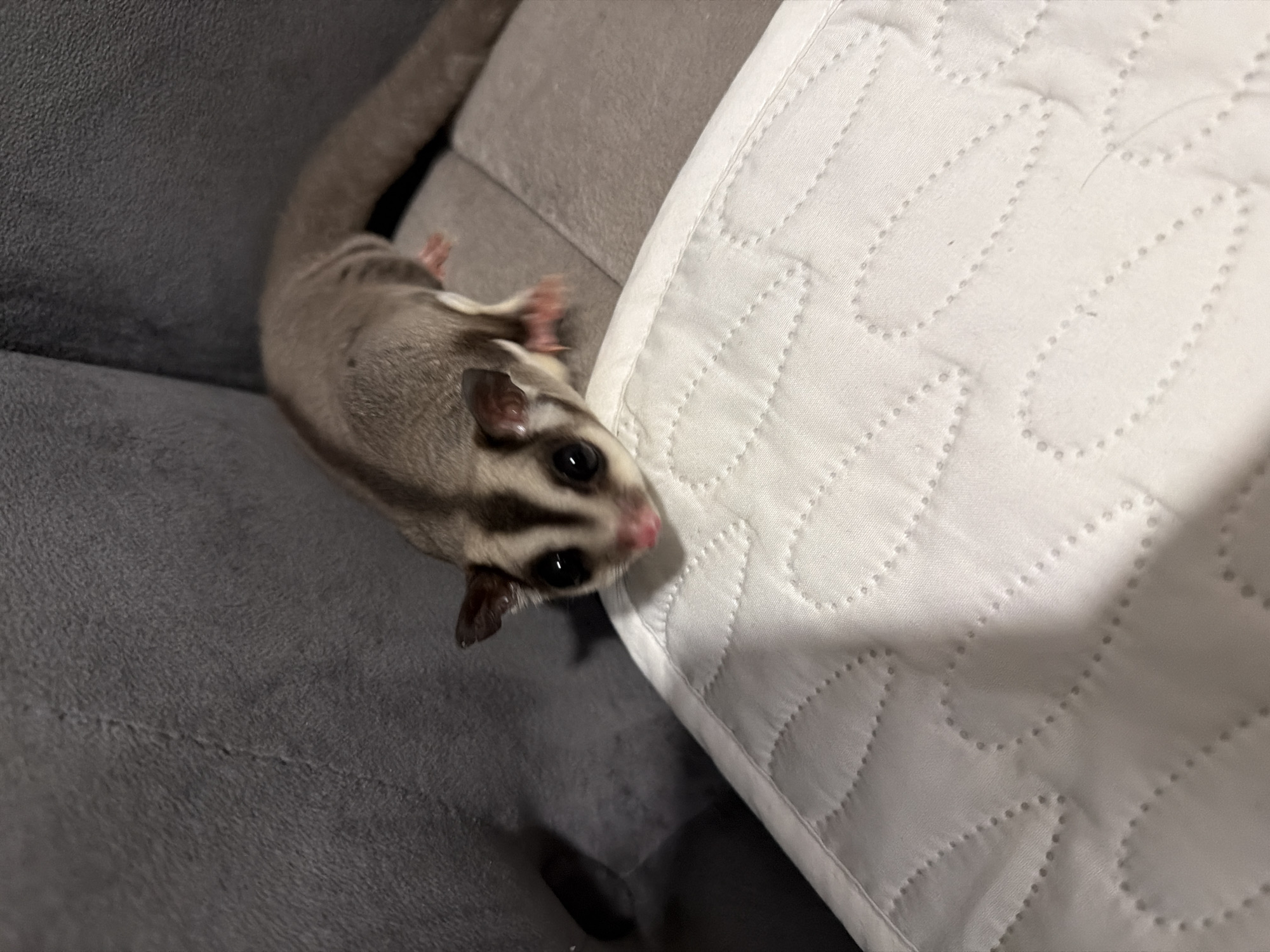 A sugar glider is positioned on a textured white surface that appears to be a mat or cushion, with its body extending towards the background and its head facing forward and slightly to the left. The sugar glider has distinctive dark stripes running from its eyes to its ears and along its back. Its fur is a blend of grey and white, and its large black eyes are prominent. Pink paws are visible. The background is composed of a dark grey, textured fabric, likely upholstery, suggesting it is on furniture. The lighting indicates a dimly lit indoor environment. The image does not contain any identifiable landmarks or elements that would place it in Bangkok, Thailand.