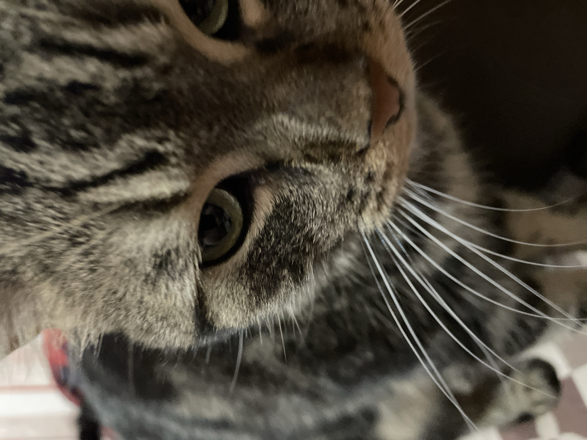 This is a close-up, eye-level, indoor photograph of a tabby cat's face. The cat is facing forward and slightly downwards, with its eyes partially closed. Its fur is a mix of brown, black, and grey stripes. The cat's whiskers are long and white, fanning out from its snout. Its nose is pink. The background is dark and out of focus, with some blurry details of what appears to be a patterned surface and a red object on the left side. The image does not contain any information about the city of Cherkasy, Ukraine, or any people.