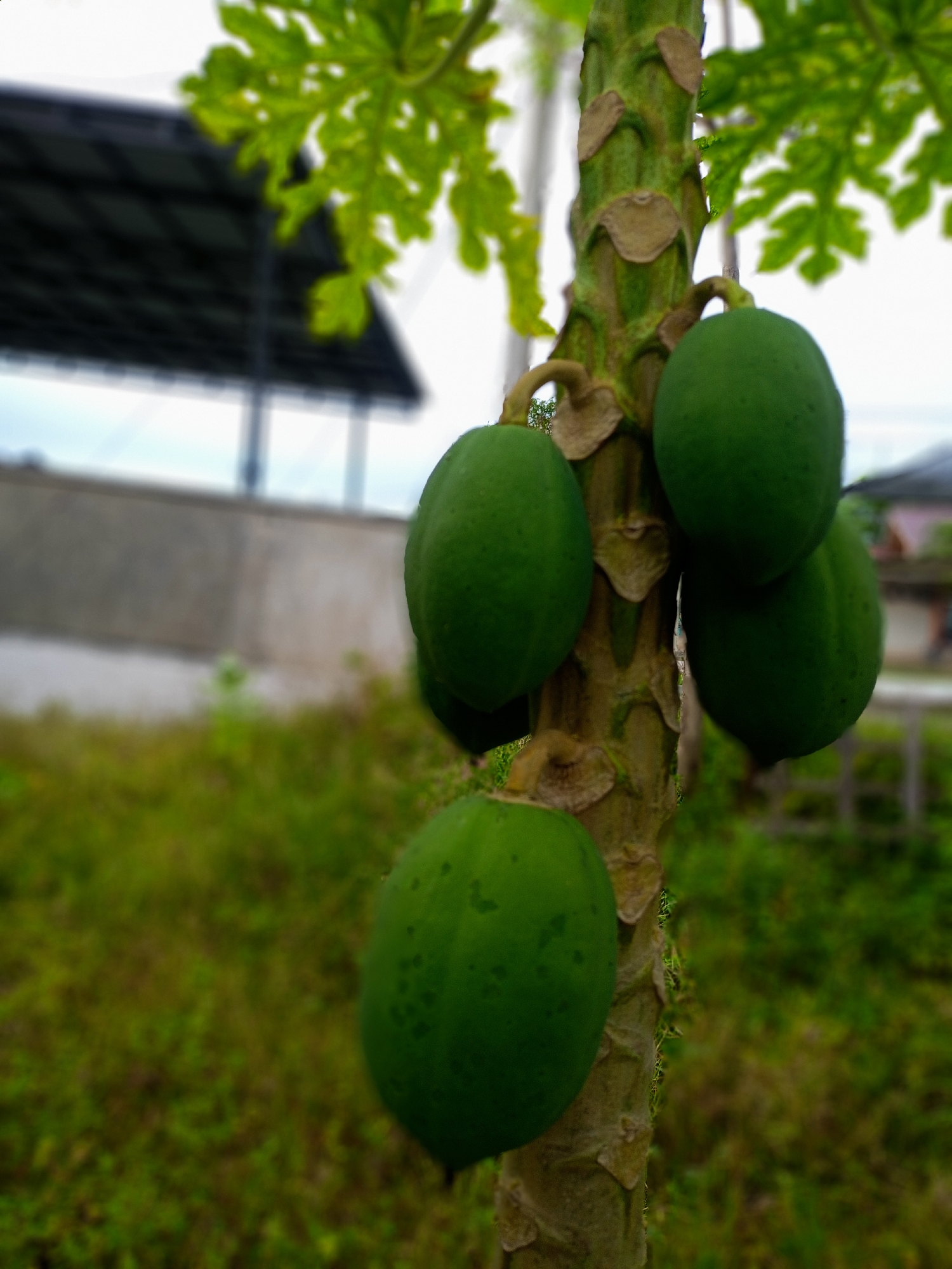 The image shows a papaya tree laden with unripe green papayas. The tree's trunk is visible, featuring characteristic segmented patterns. The fruits are clustered close to the trunk. The background includes green vegetation, a concrete structure, and a building with a roof. The location is likely Uteunreutoh, Indonesia.