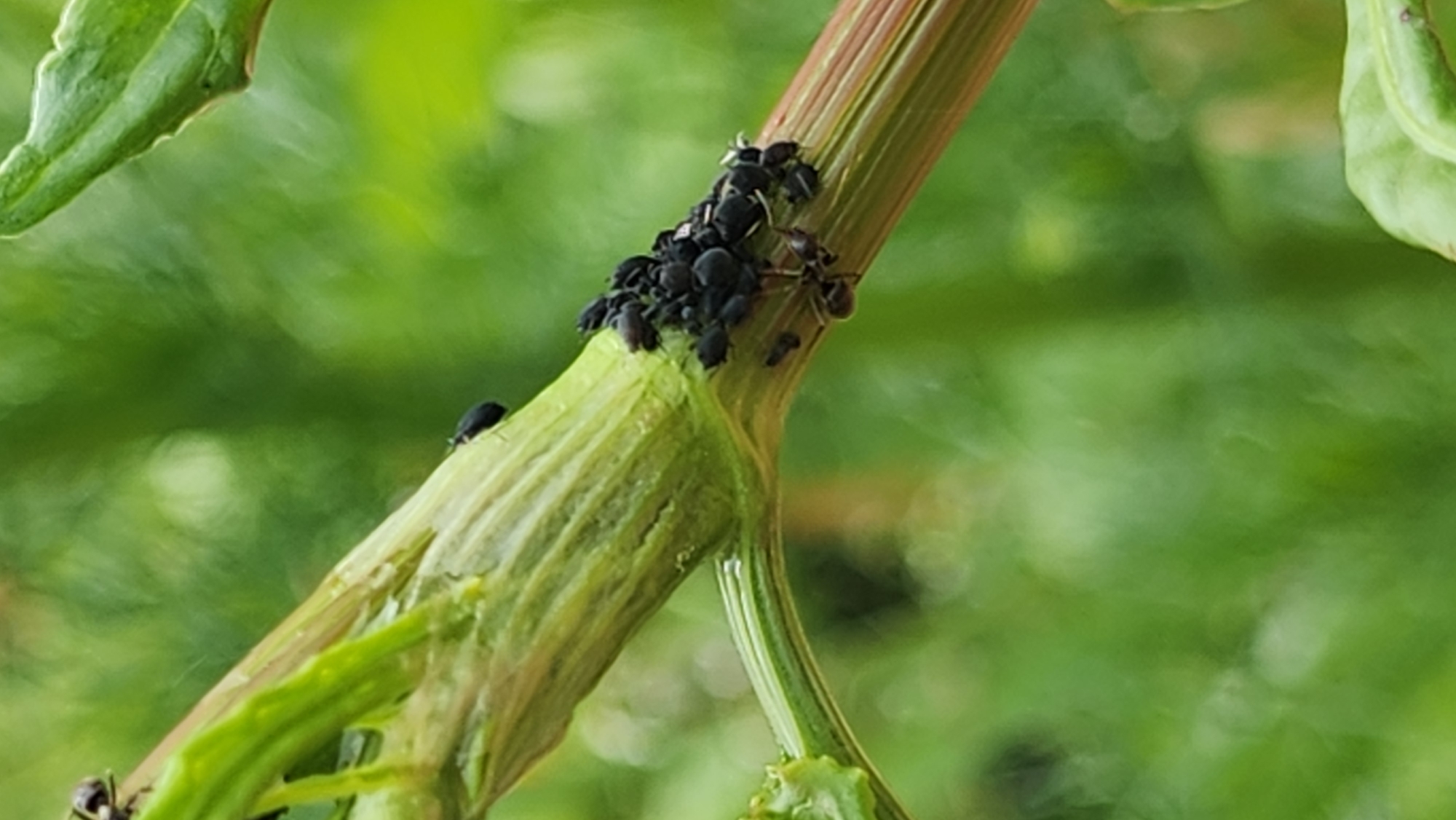A close-up shot shows a cluster of small, black insects (likely aphids) densely grouped on the stem of a plant. An ant is also present within the insect cluster. The plant stem is green and fleshy, with some reddish-brown coloration near the top. The background is blurred, consisting of green foliage, suggesting an outdoor setting. There are no indications of the location being Moscow, Russia.