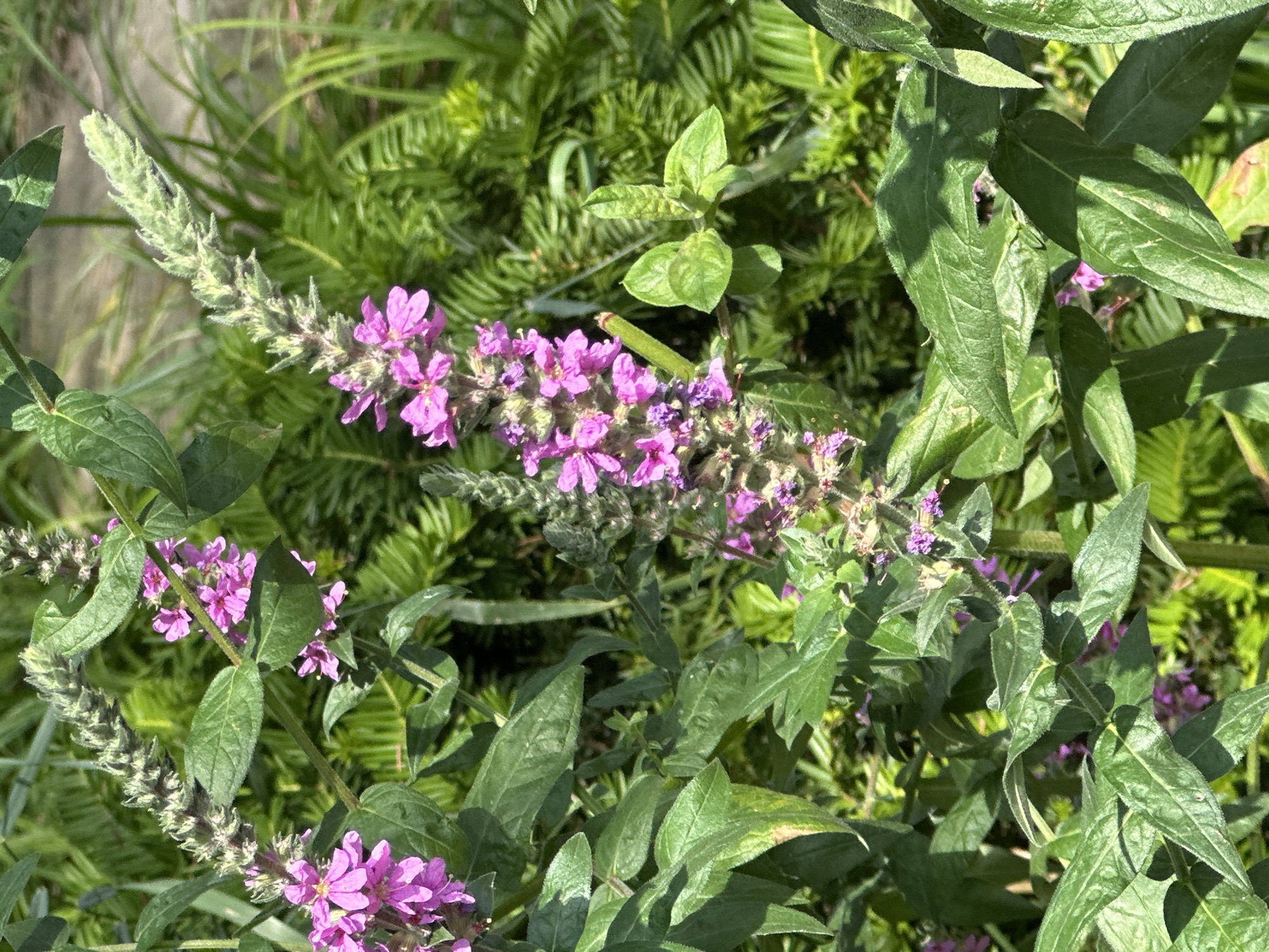 The image shows a close-up view of purple loosestrife (Lythrum salicaria) flowers and foliage. The flowers are arranged in dense spikes on tall stems and are a vibrant pinkish-purple color. The leaves are lance-shaped and dark green, with some showing signs of damage or discoloration. The background is filled with lush green foliage, suggesting a natural or garden setting. The lighting indicates a bright, sunny day. There are no people or animals visible in the image. The image does not provide any information about the location in the city of Sochi, Russia.