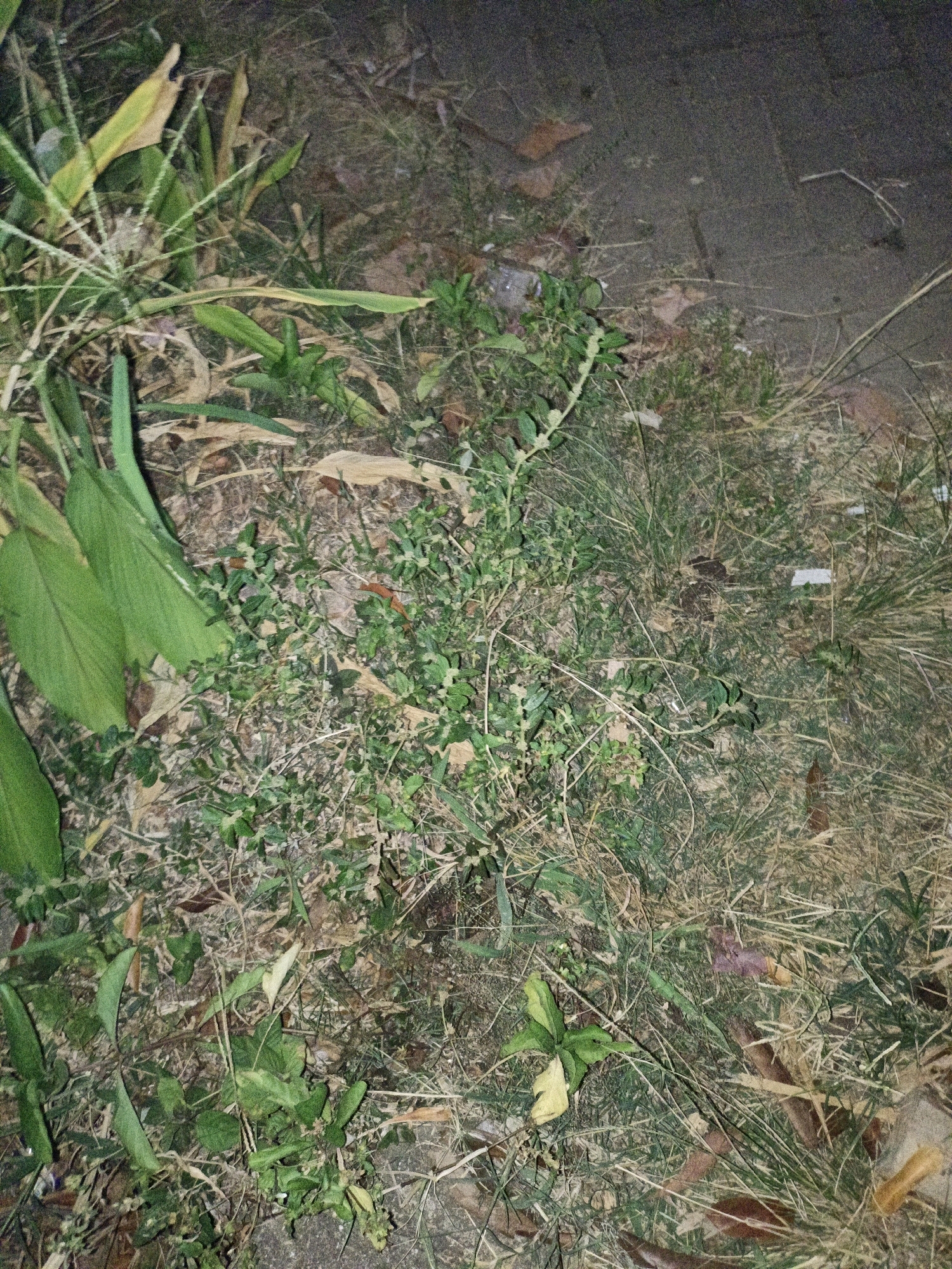The image depicts a close-up, overhead view of an outdoor ground surface, likely an unkempt area adjacent to a paved pathway. The ground is covered with a mix of vegetation, including grasses, weeds, and broad green leaves. Fallen leaves, some dry and brown, are scattered amongst the plant life. A segment of a grey paved surface is visible in the upper right corner, suggesting the scene is near a sidewalk or road. The lighting is dim, indicating it may be dusk or night. There are no people or animals visible in the image. The overall impression is one of natural growth in an urban fringe environment. Given the location specified as Cikal, Indonesia, this scene could represent a neglected garden bed, a patch of wild growth beside a path, or an undeveloped plot of land within or on the outskirts of the city.