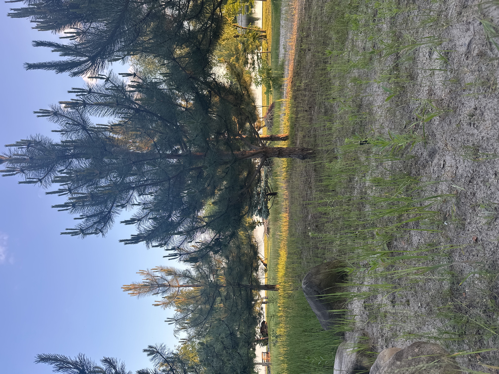 The image depicts a natural outdoor scene. In the foreground, large rocks are partially covered by sparse green grass and sandy soil. Several pine trees are prominent throughout the image, with their branches extending upwards and towards the sky. In the mid-ground and background, more pine trees and other vegetation are visible, along with a body of water that appears to be a lake or river. The sky above is a clear blue with a few wispy clouds. The lighting suggests it is either early morning or late afternoon, with warm sunlight casting long shadows and highlighting the grass and trees. The environment appears serene and undeveloped.