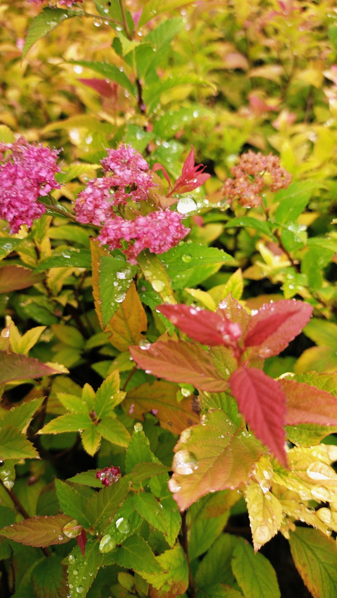 The image is a close-up, vertical shot of a dense bush with small pink flowers and various shades of green, yellow, and red leaves. Water droplets are visible on the leaves and flowers, indicating recent rain or dew. The background is blurred, suggesting a shallow depth of field. There are no people or animals present in the image. The scene appears to be in a natural outdoor setting, possibly a garden or park. No specific landmarks or features that would pinpoint the location to Horishni Plavni, Ukraine are discernible from the image itself.